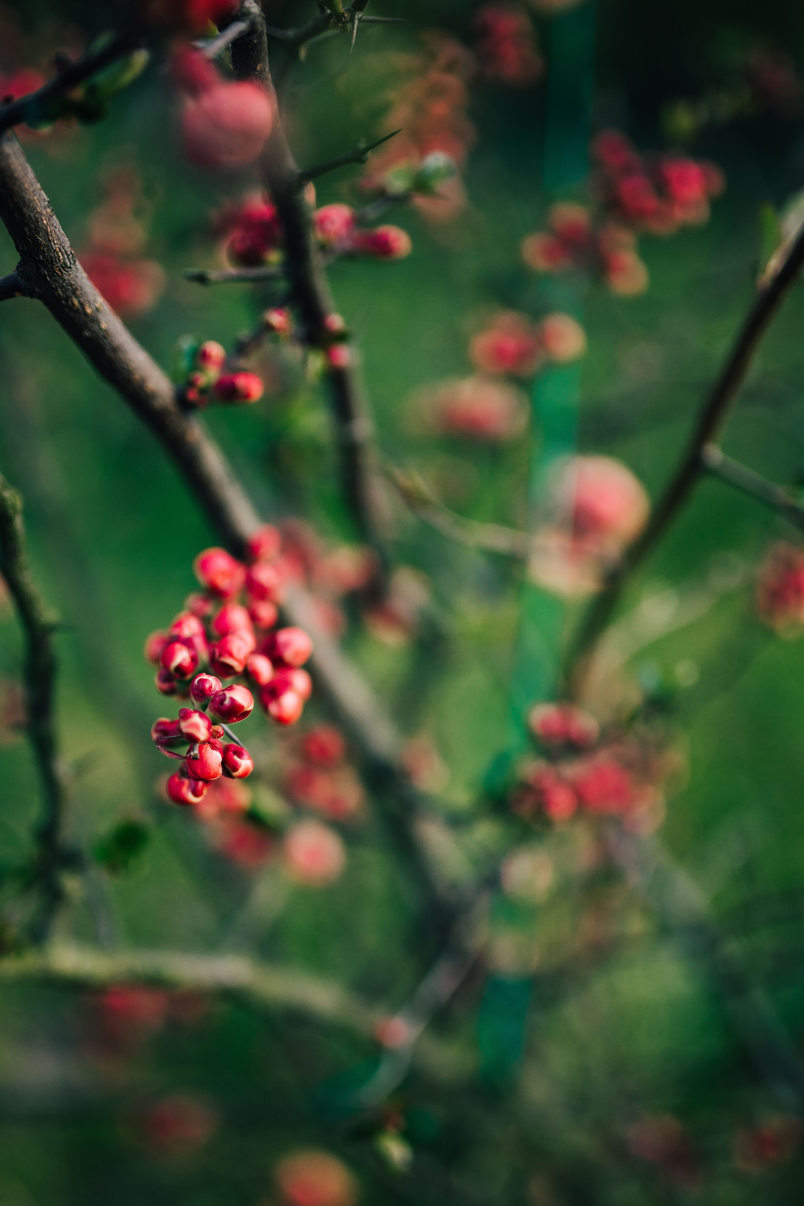 twig, flower, wellbeing, focus on foreground, close, leaf, Close-ups, no people, nature, closeup, plant, beauty in nature, leaves, selective focus, ups, Phone HD Wallpaper