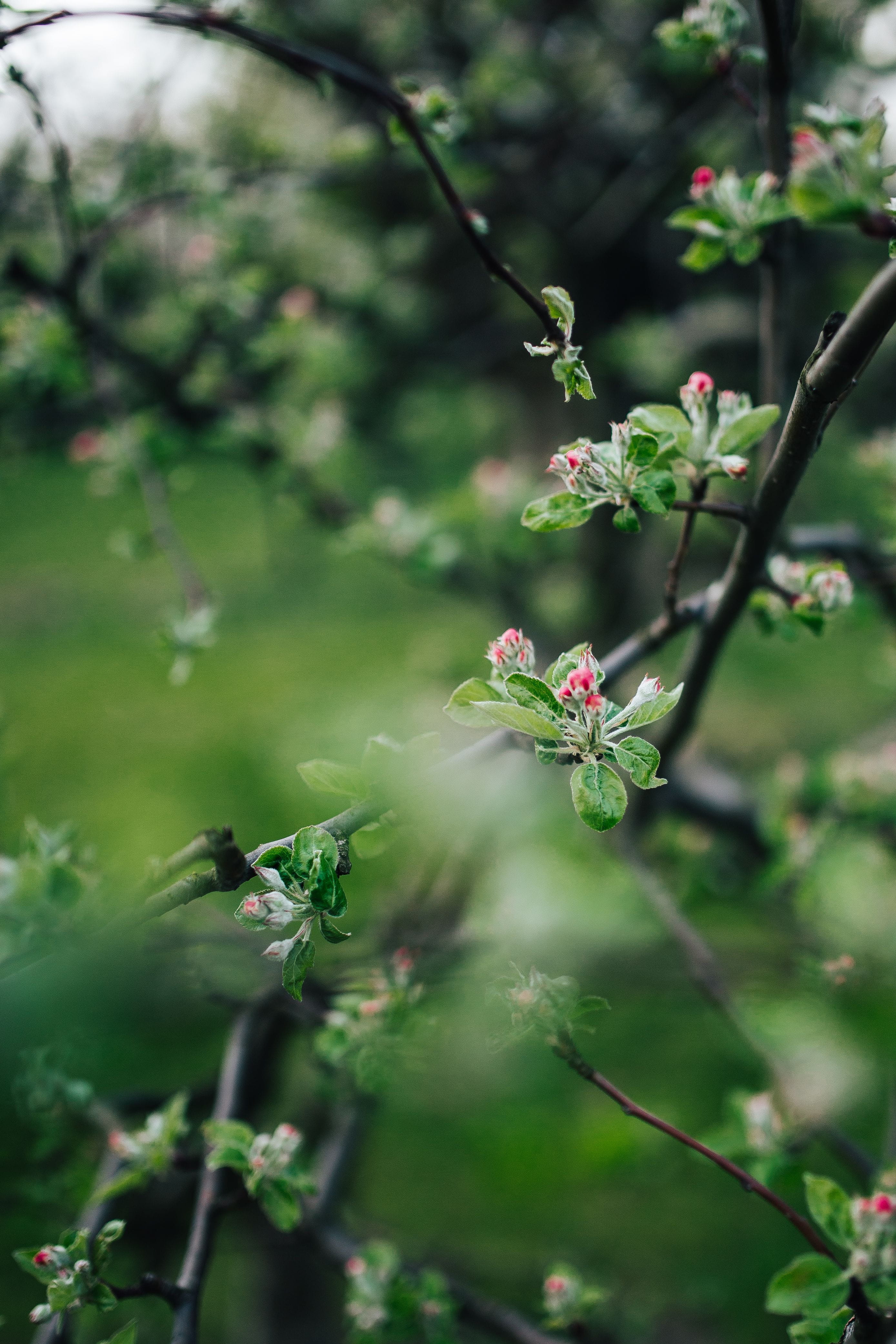 flowering plant, selective focus, leaf, ups, part, trees, fragility, tree, 4K, vulnerability, twig, beauty in nature, Close-ups, flower head, plant, branch, Phone HD Wallpaper