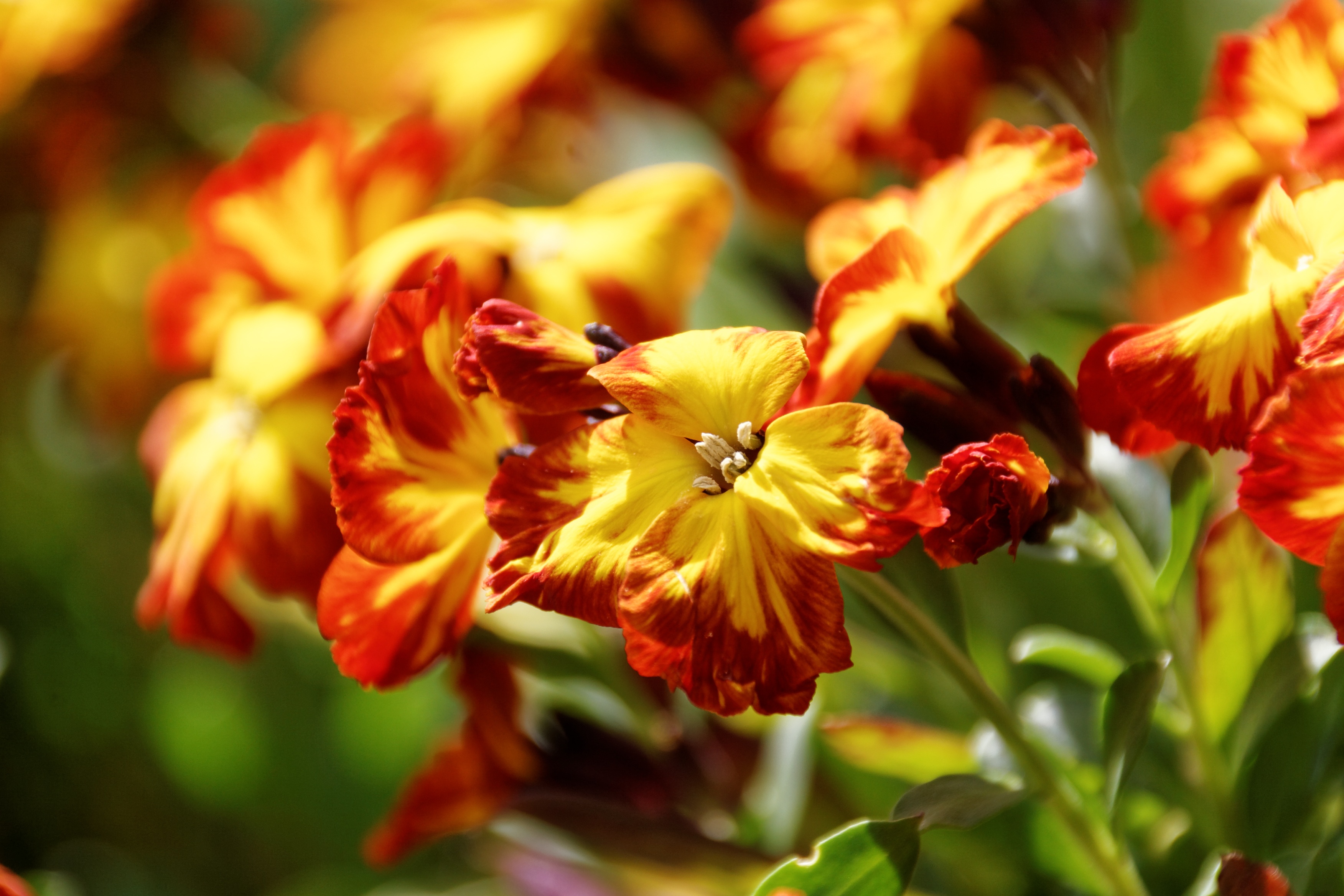 no people, outdoors, day, nature, plant, macro photography, color, freshness, close, 2K, vulnerability, growth, focus on foreground, flower head, bloom, HD Wallpaper
