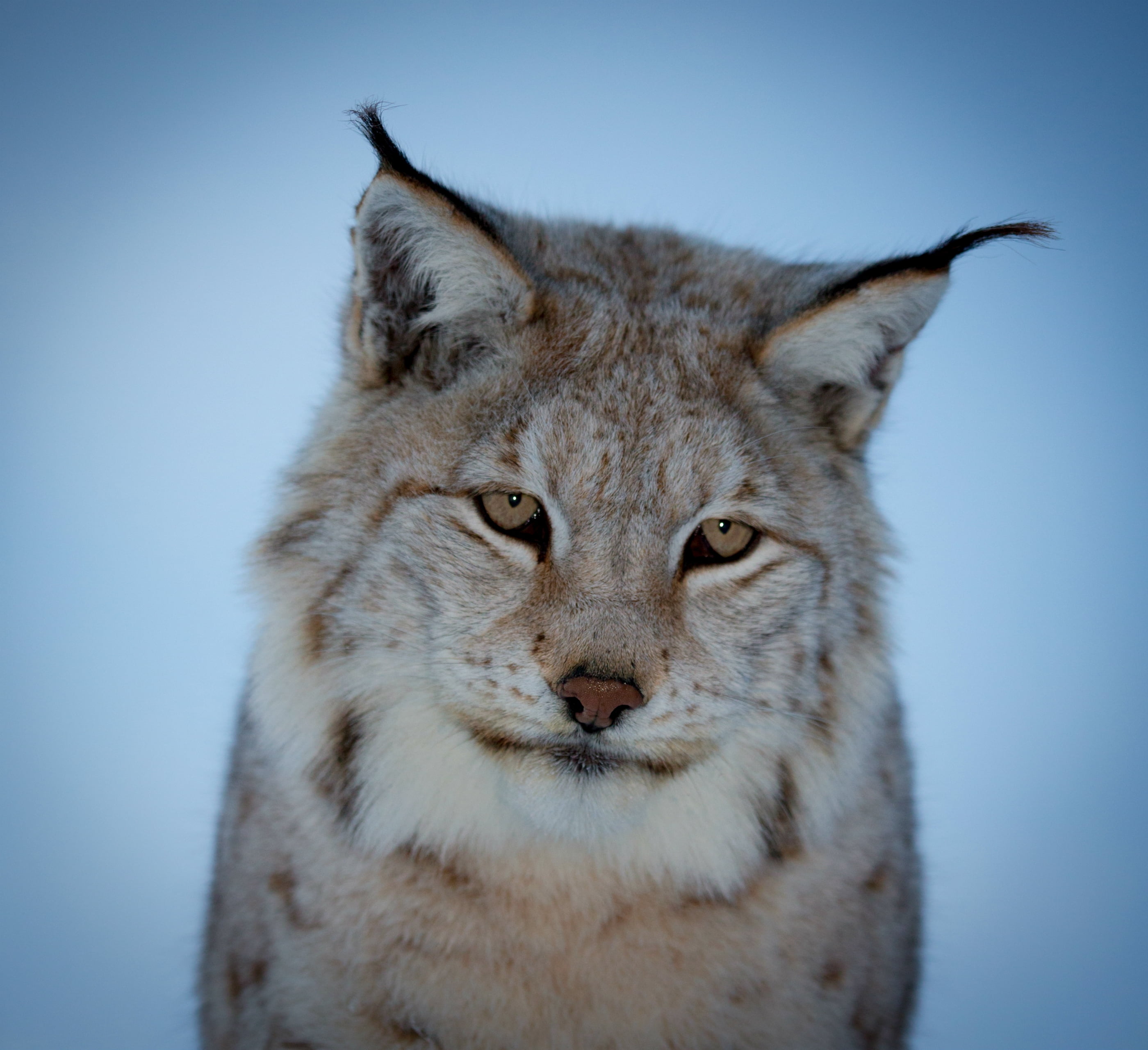 feline, lynx, staring, bobcat, blue background, blue, studio shot, portrait, nature, animals Hunting, animals In The Wild, outdoors, vertebrate, pets, 2K, HD Wallpaper