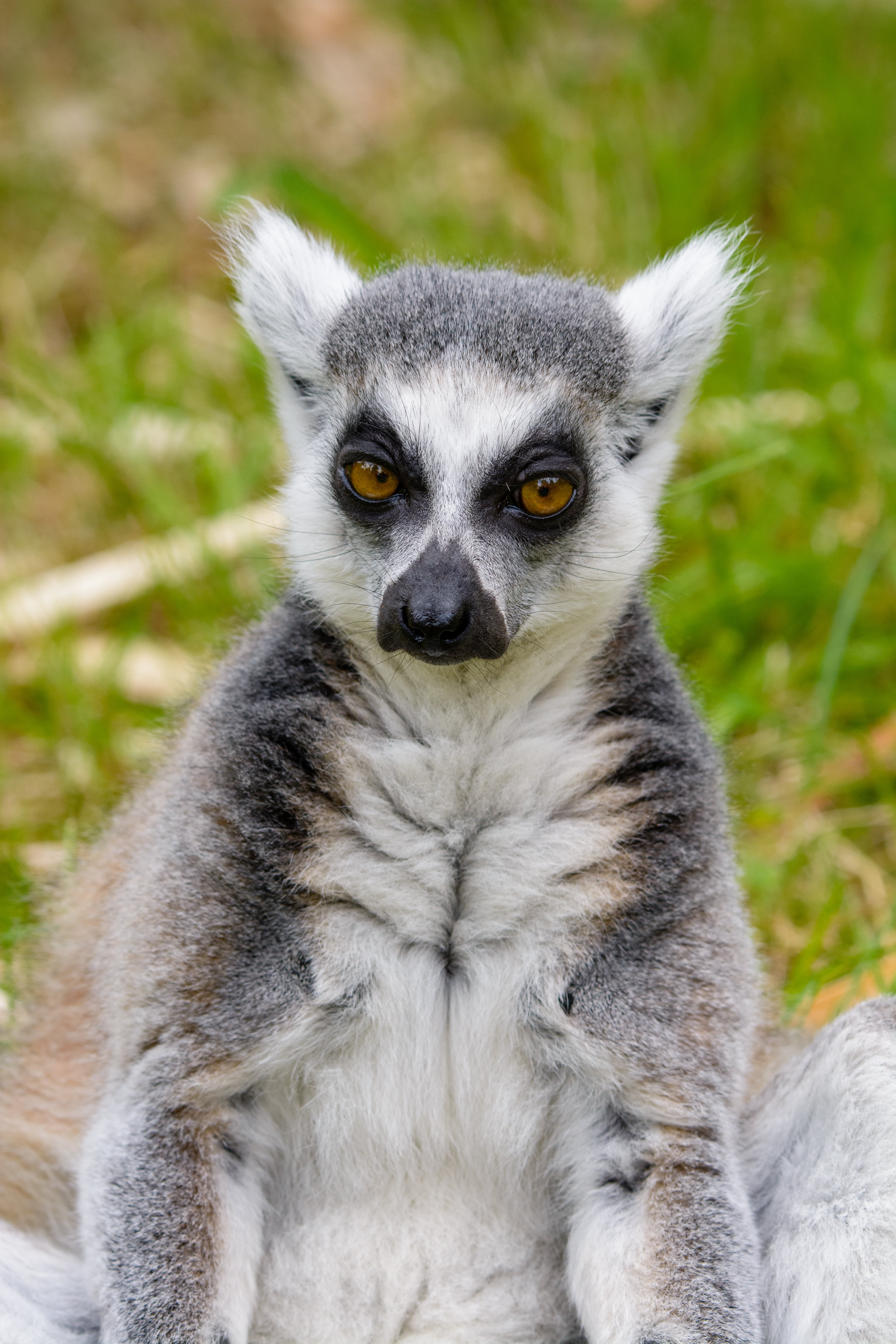 animal body part, mammal, animal wildlife, nature, front view, 5K, lemur, vertebrate, yellow eyes, look, looking at camera, animals in the wild, day, one animal, Phone HD Wallpaper