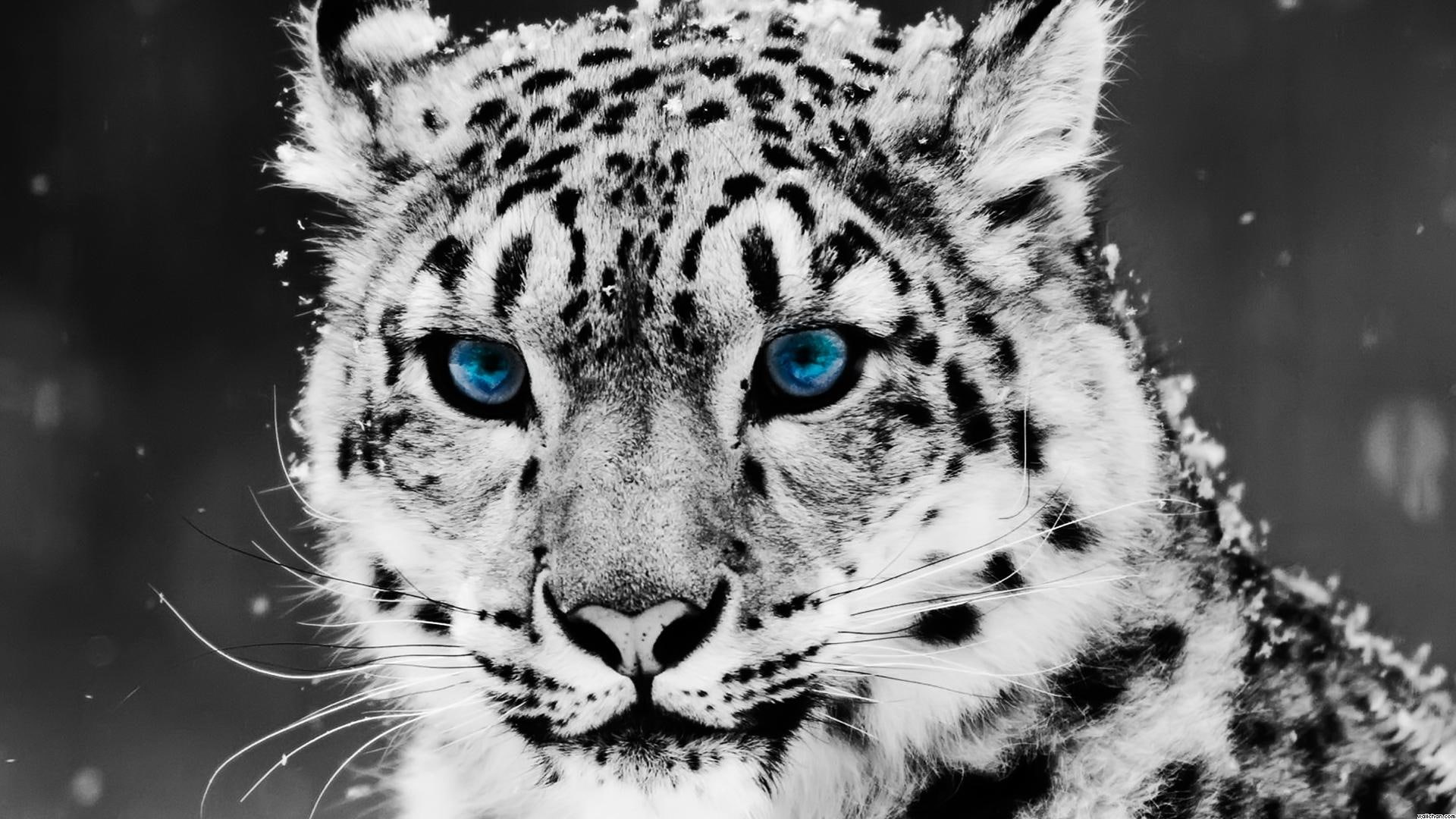 cats, nose, spots, black, ears, fall, music, tiger, blue, light, 1080P, white, pretty, animals, snow, eyes, leopard, HD Wallpaper
