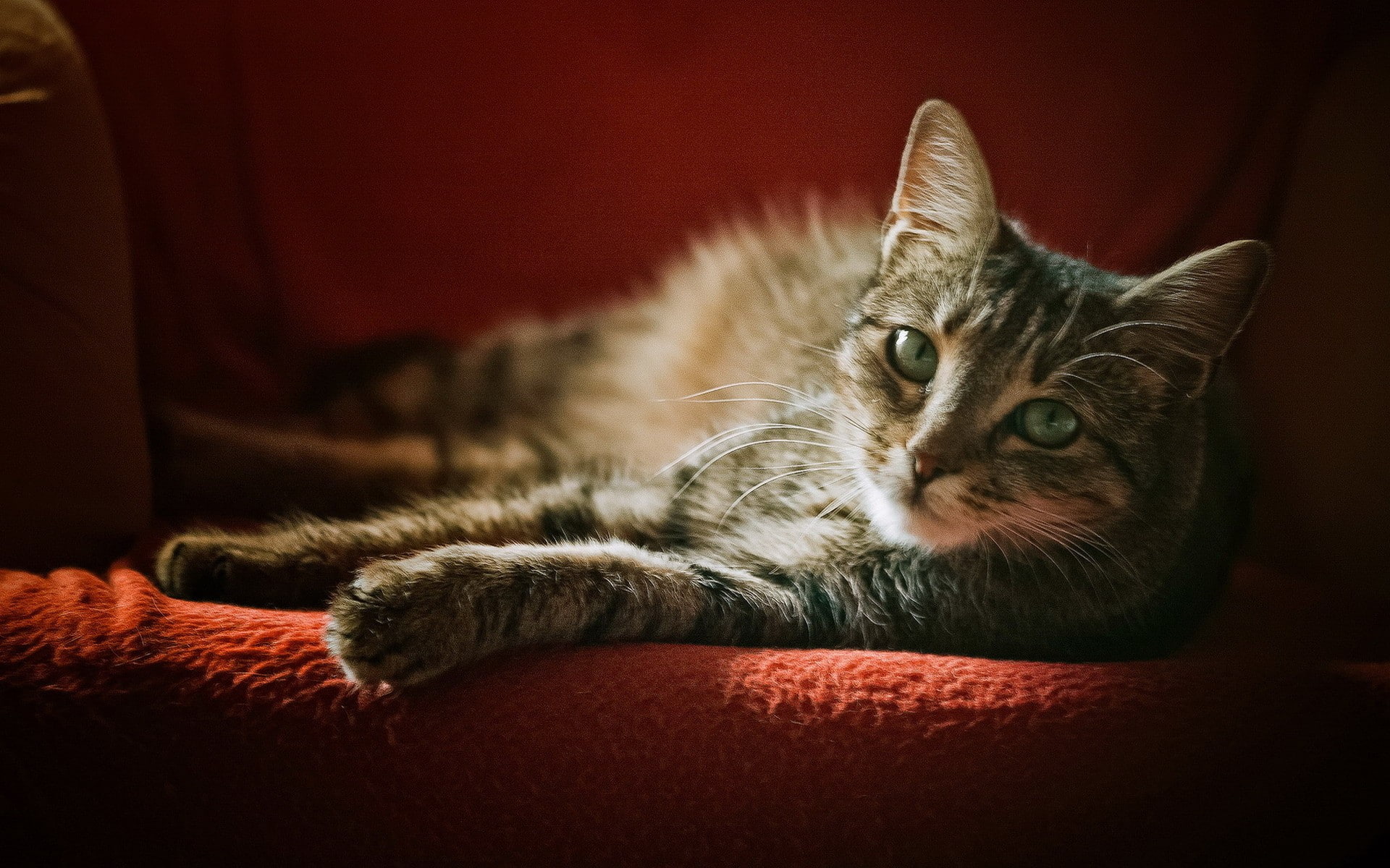armchairs, cat, 1080P, animals, HD Wallpaper