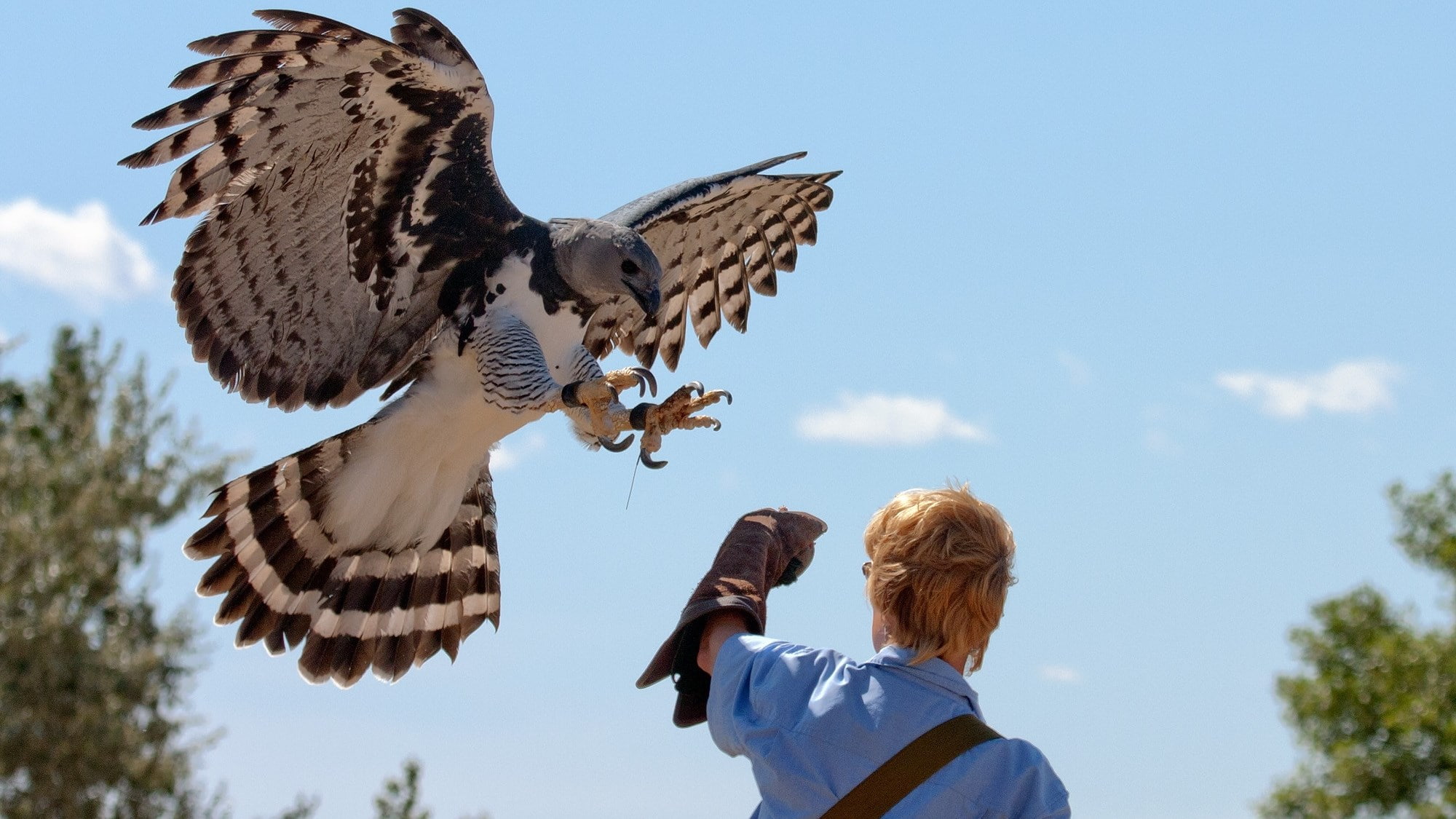 harpy eagle, 1080P, HD Wallpaper