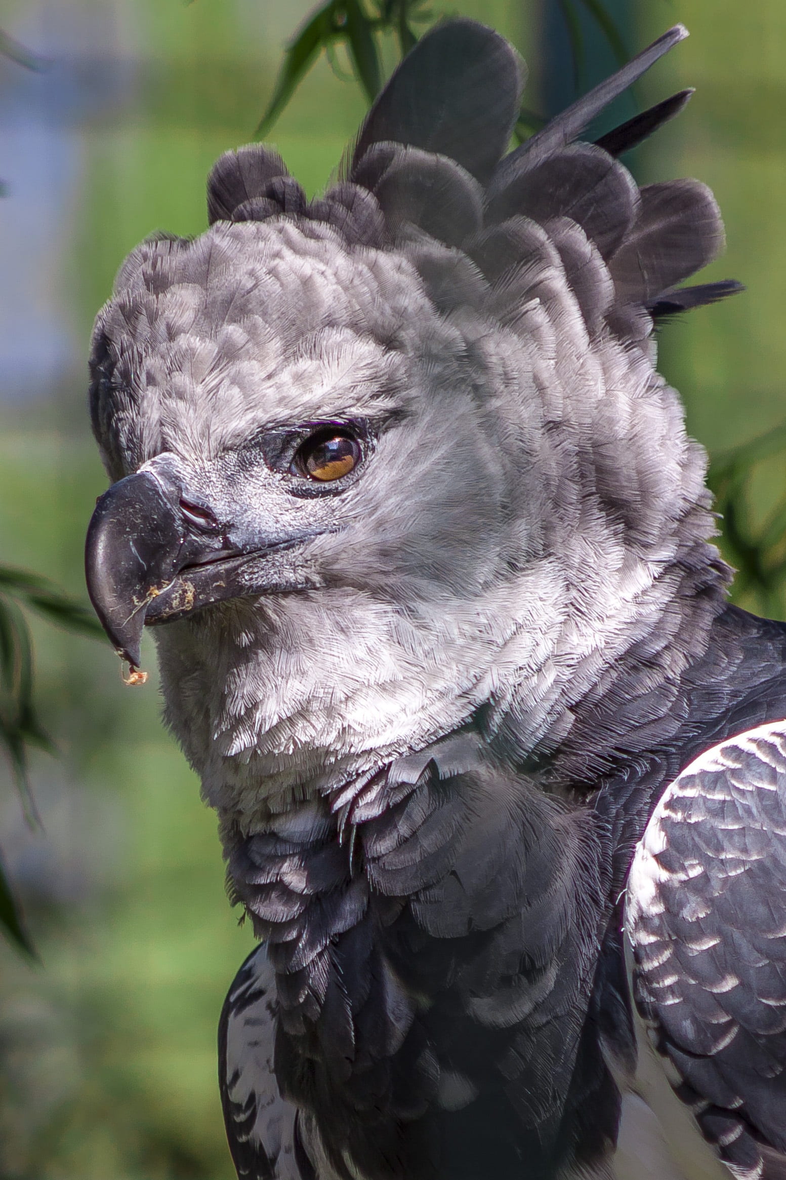 close-up, animal wildlife, one animal, nature, zoo, bird of prey, day, animal body part, vertebrate, outdoors, beak, gray, portrait, animal, animal eye, Phone HD Wallpaper