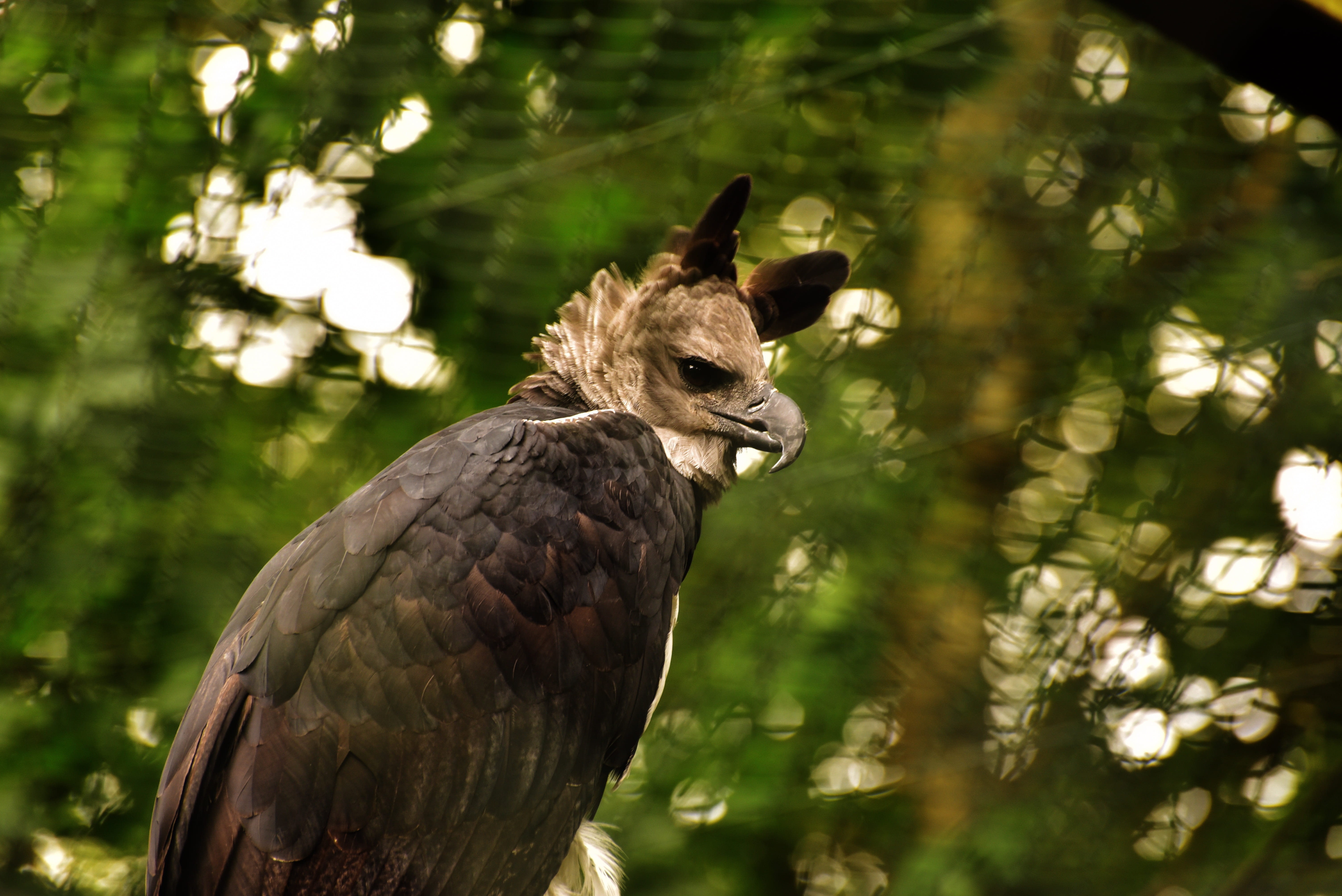 animal head, harpy, animal wildlife, close-up, animal, plant, tree, Raptor, outdoors, Harpia Harpyja, animal themes, animals in the wild, 5K, vertebrate, HD Wallpaper