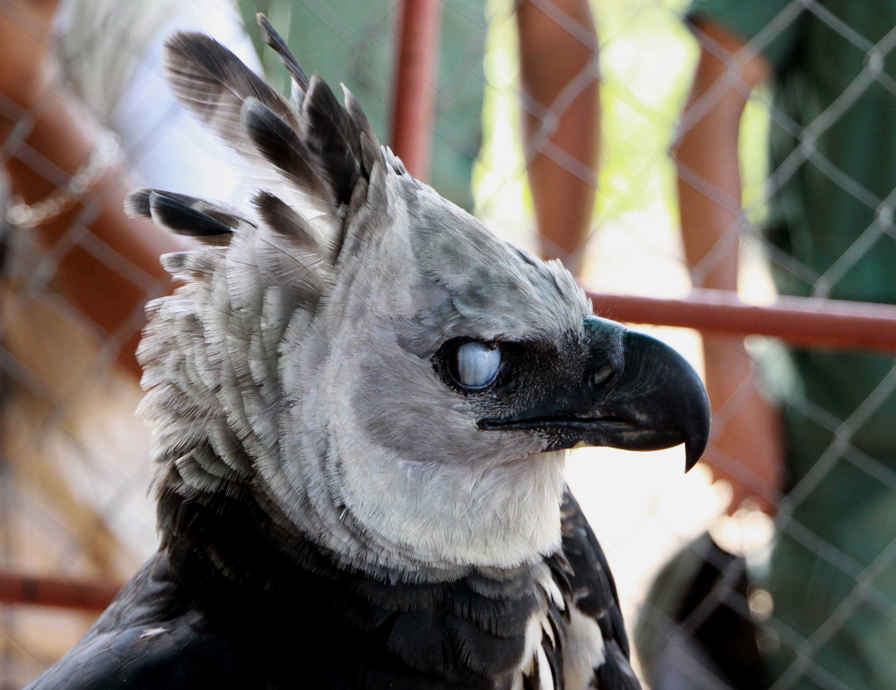 2K, harpy eagle, HD Wallpaper