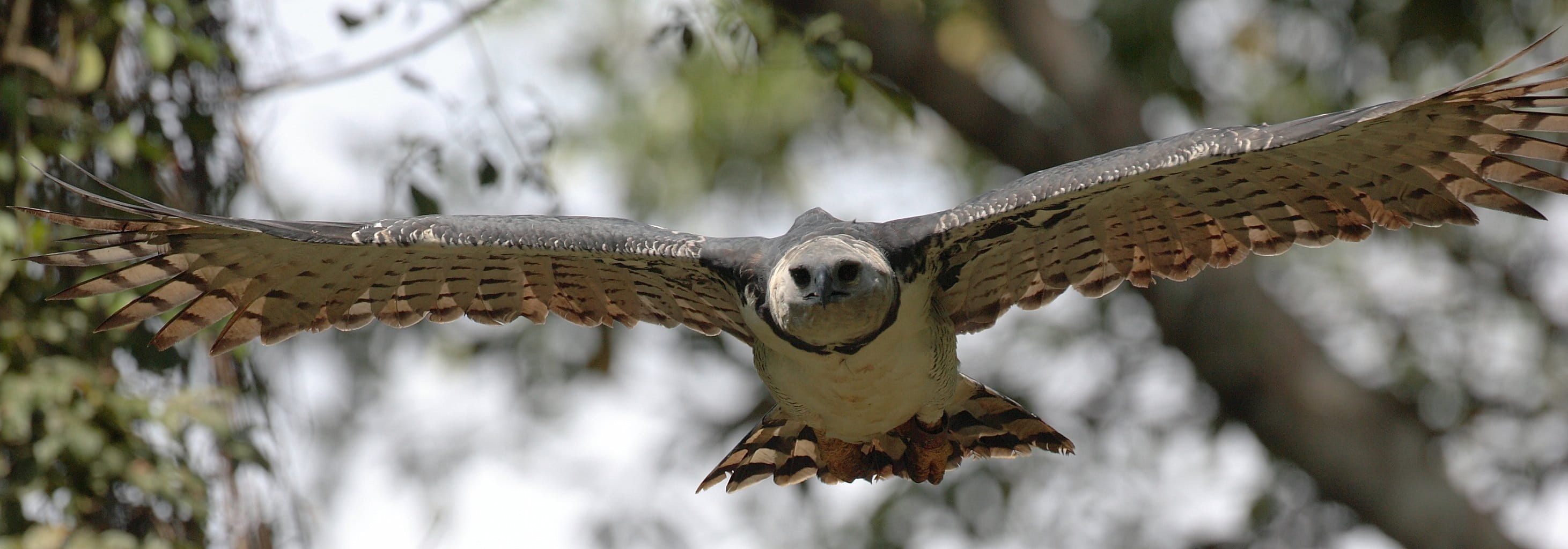 animal themes, spread wings, bird of prey, focus on foreground, outdoors, vertebrate, cartagena, no people, mid-air, tree, falcon - bird, animal wildlife, HD Wallpaper