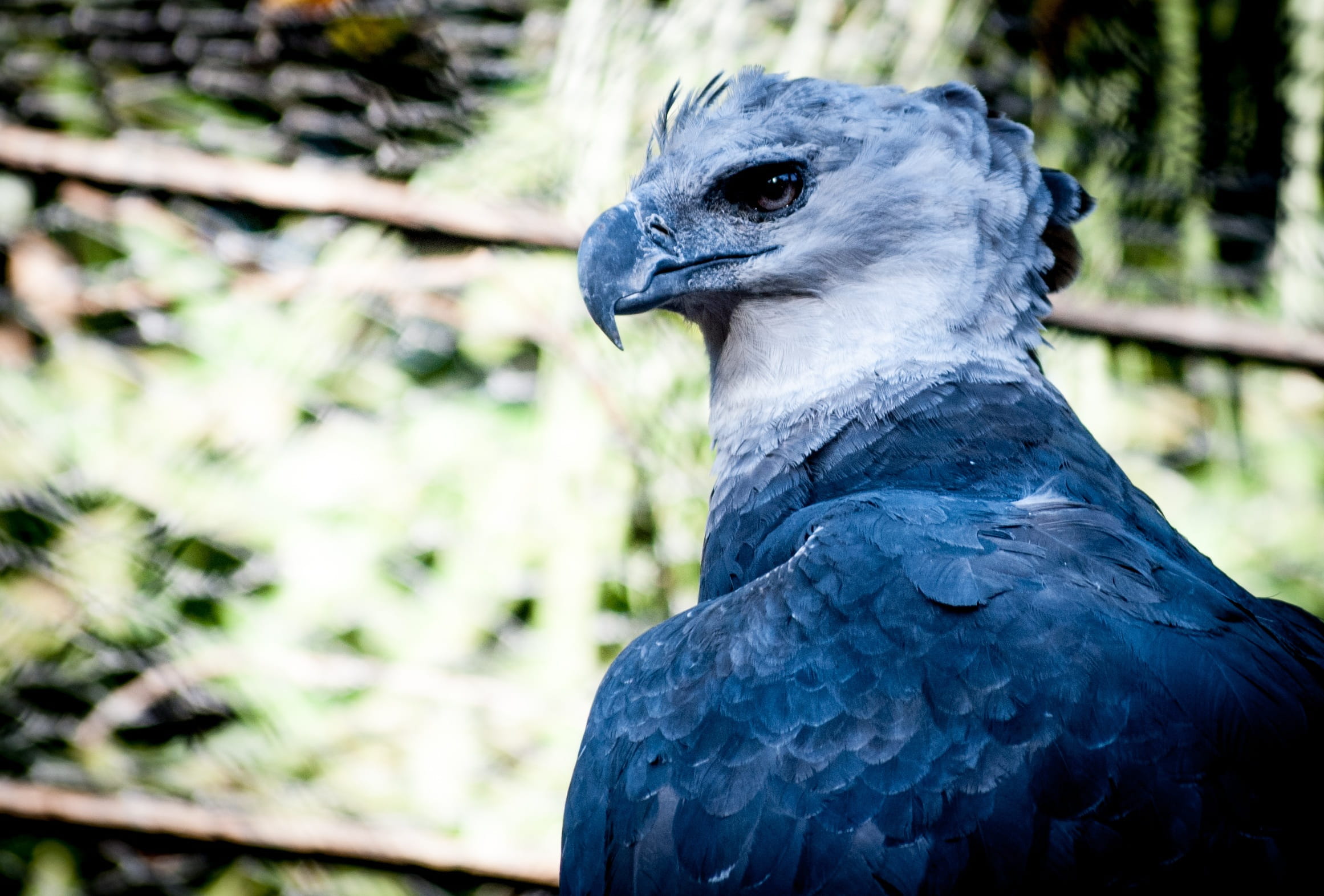 vertebrate, black color, 1080P, bird prey, blue, outdoors, focus on foreground, Ecology, Nature, animal head, animals in the wild, Bird, animal themes, HD Wallpaper