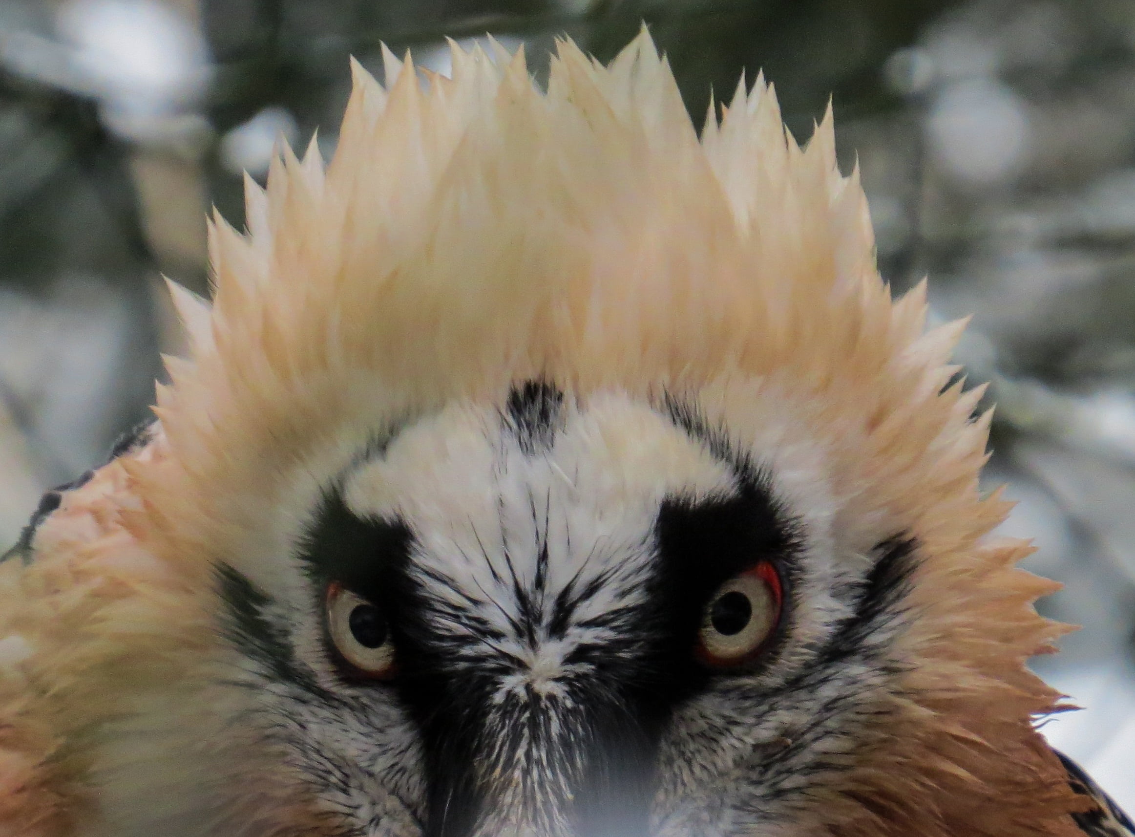 bird of prey, animal body part, animal eye, bird, animal head, close-up, outdoors, day, focus on foreground, animals in the wild, one animal, animal themes, HD Wallpaper