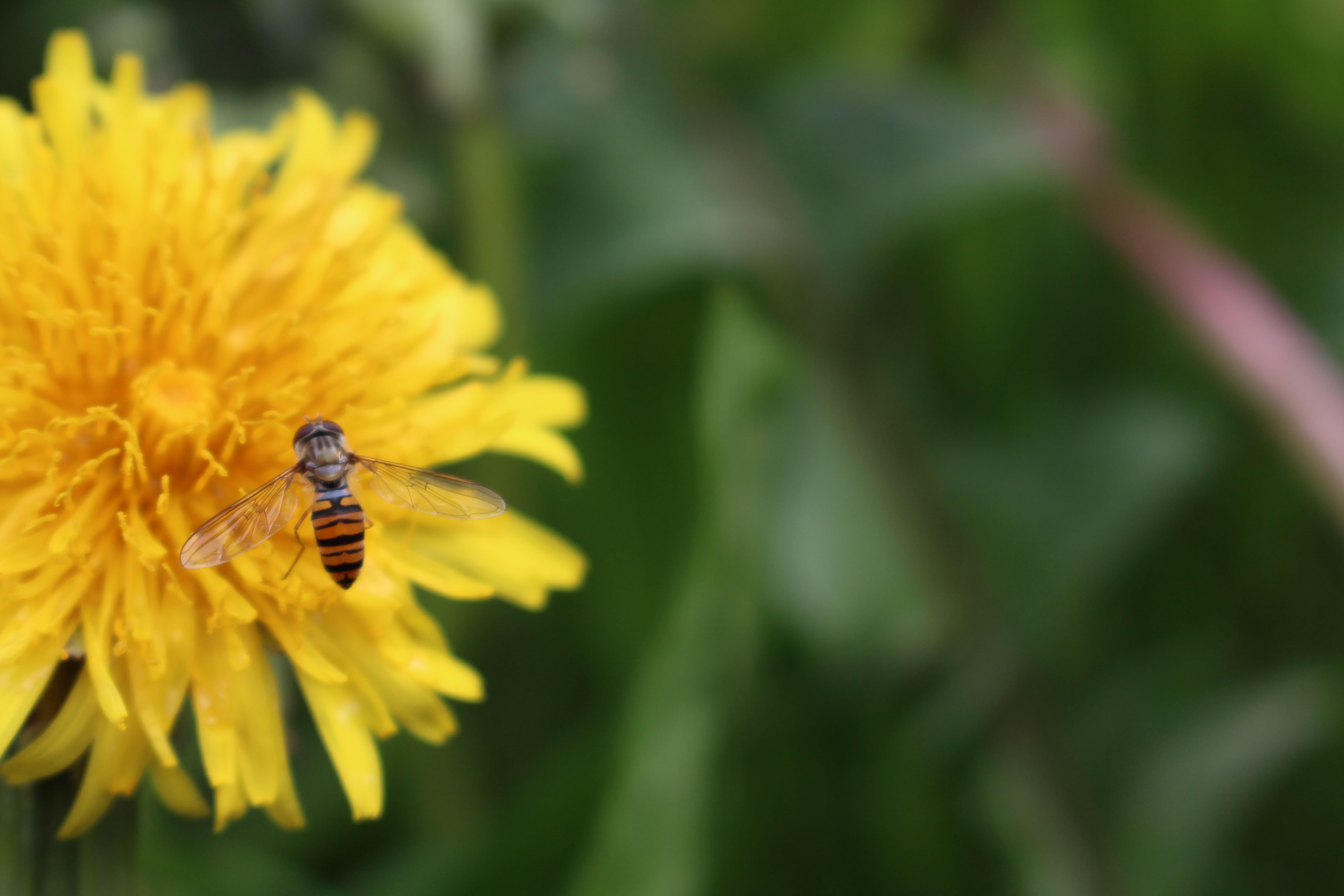 bee, plant, animals in the wild, growth, pollination, flowers, invertebrate, no people, freshness, vulnerability, summer, beauty in nature, one animal, HD Wallpaper