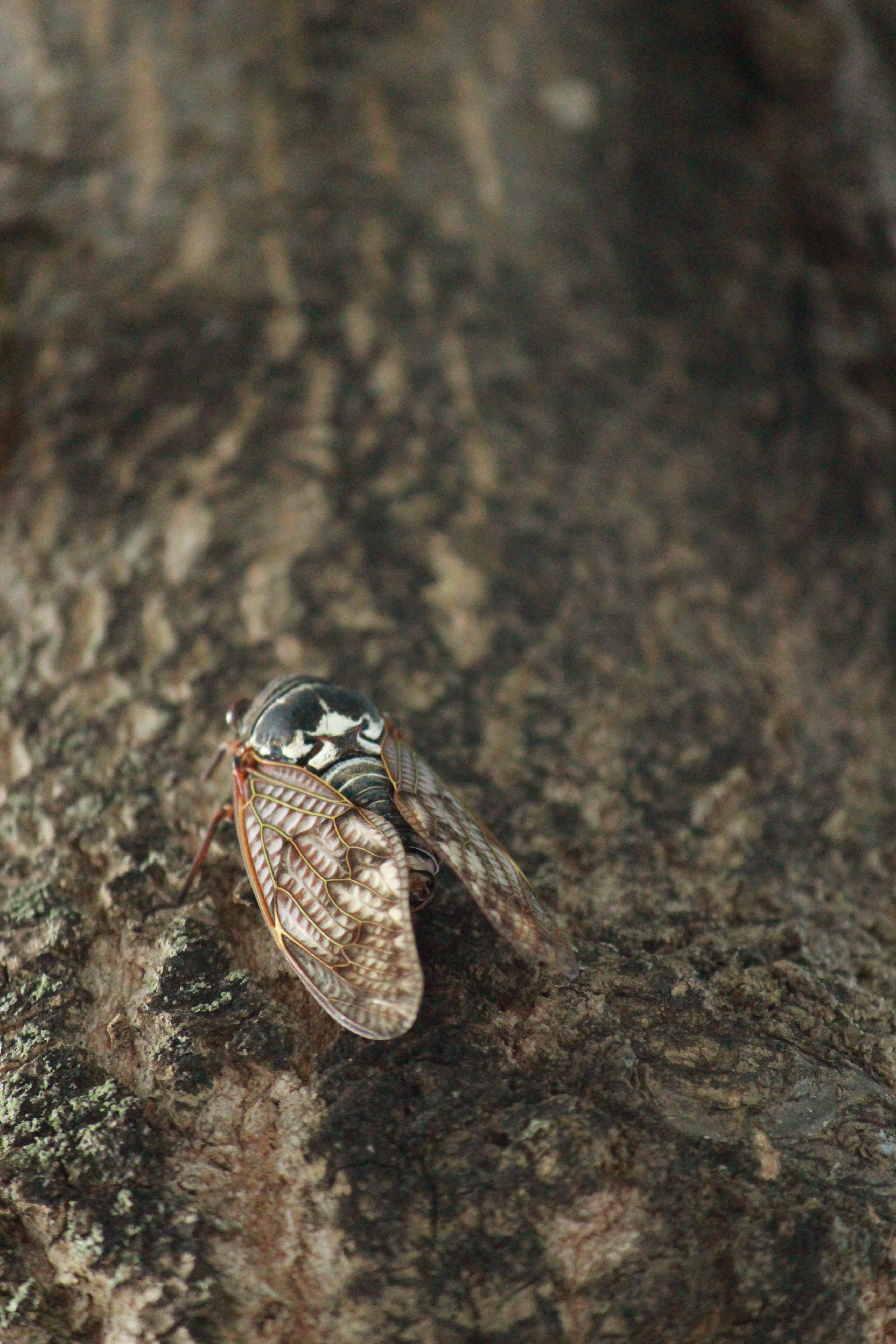 5K, no people, solid, rock - object, land, animal themes, animals in the wild, rock, animal wing, insect, nature, one animal, selective focus, focus on foreground, Phone HD Wallpaper