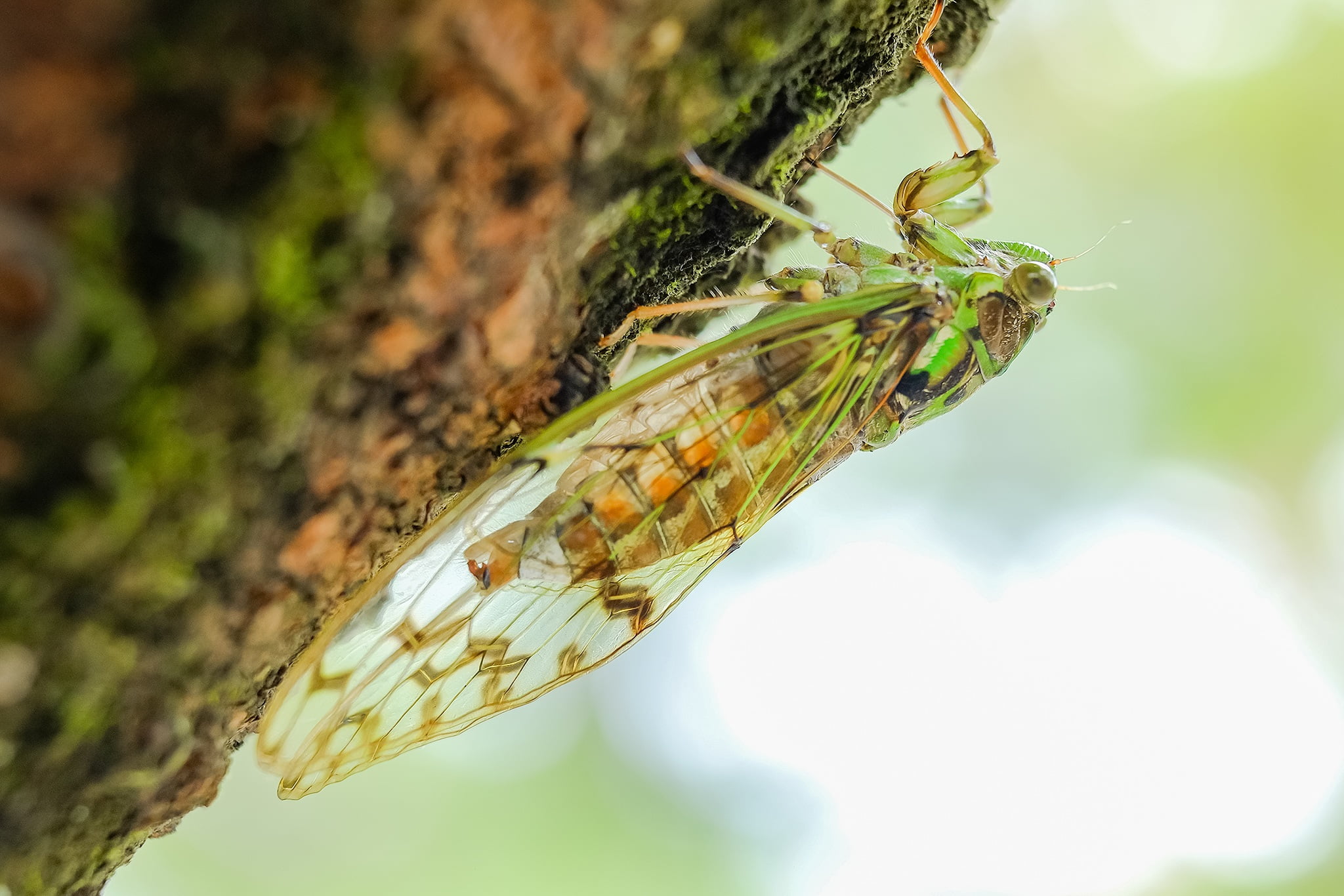 brown, green, animal wing, close-up, green color, 1080P, animal, day, beauty in nature, outdoors, invertebrate, animal wildlife, plant, growth, nature, HD Wallpaper