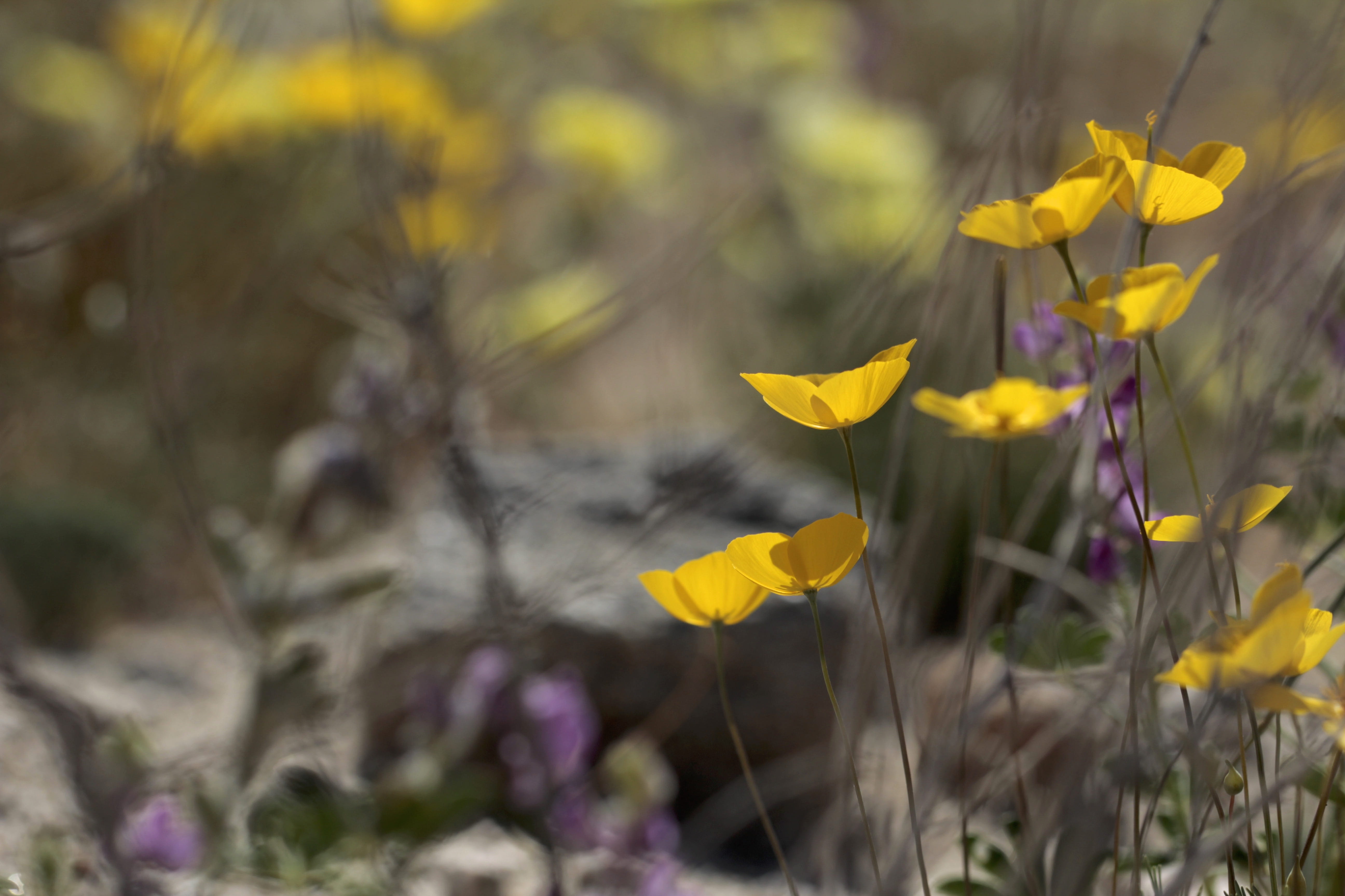 land, native, close-up, field, petal, springtime, beauty in nature, outdoors, california, nature, purple, flower, mojave desert, plant, flowering plant, HD Wallpaper