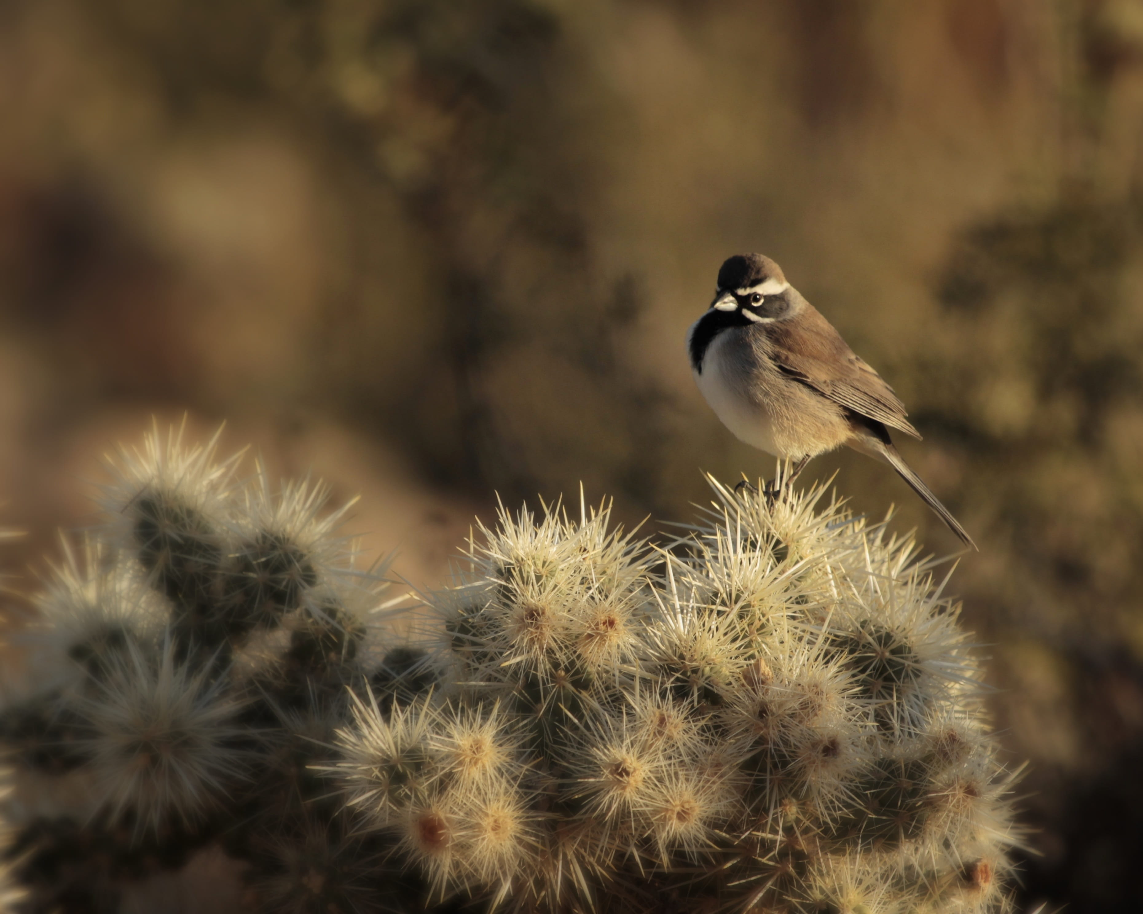 animal, chollo, plant, perching, sharp, animals in the wild, outdoors, prickly, vertebrate, nature, animal wildlife, close-up, focus on foreground, growth, HD Wallpaper