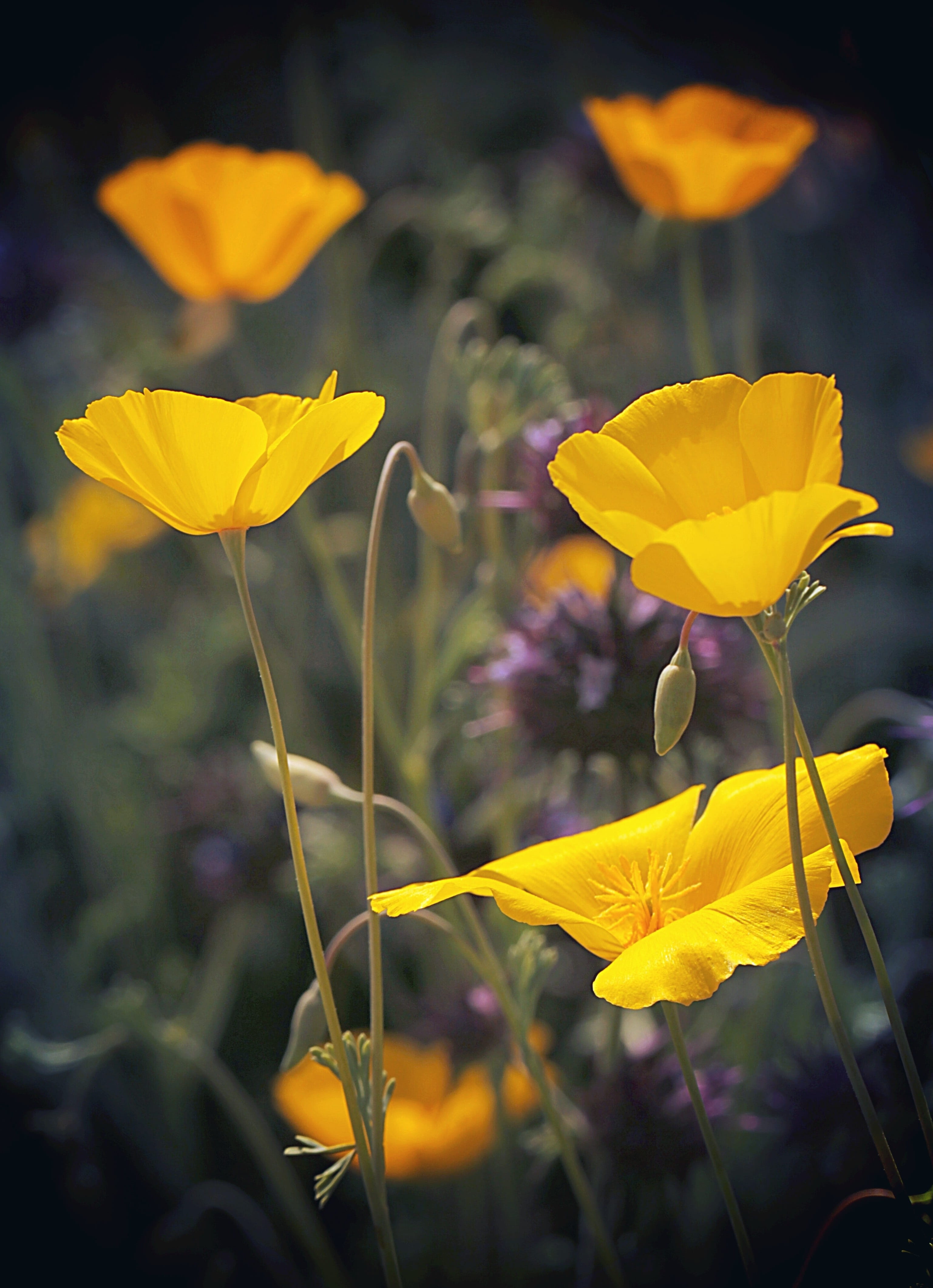 day, flowering plant, growth, california, beauty in nature, outdoors, field, freshness, orange, flower, happy, close-up, flower head, nature, inflorescence, Phone HD Wallpaper