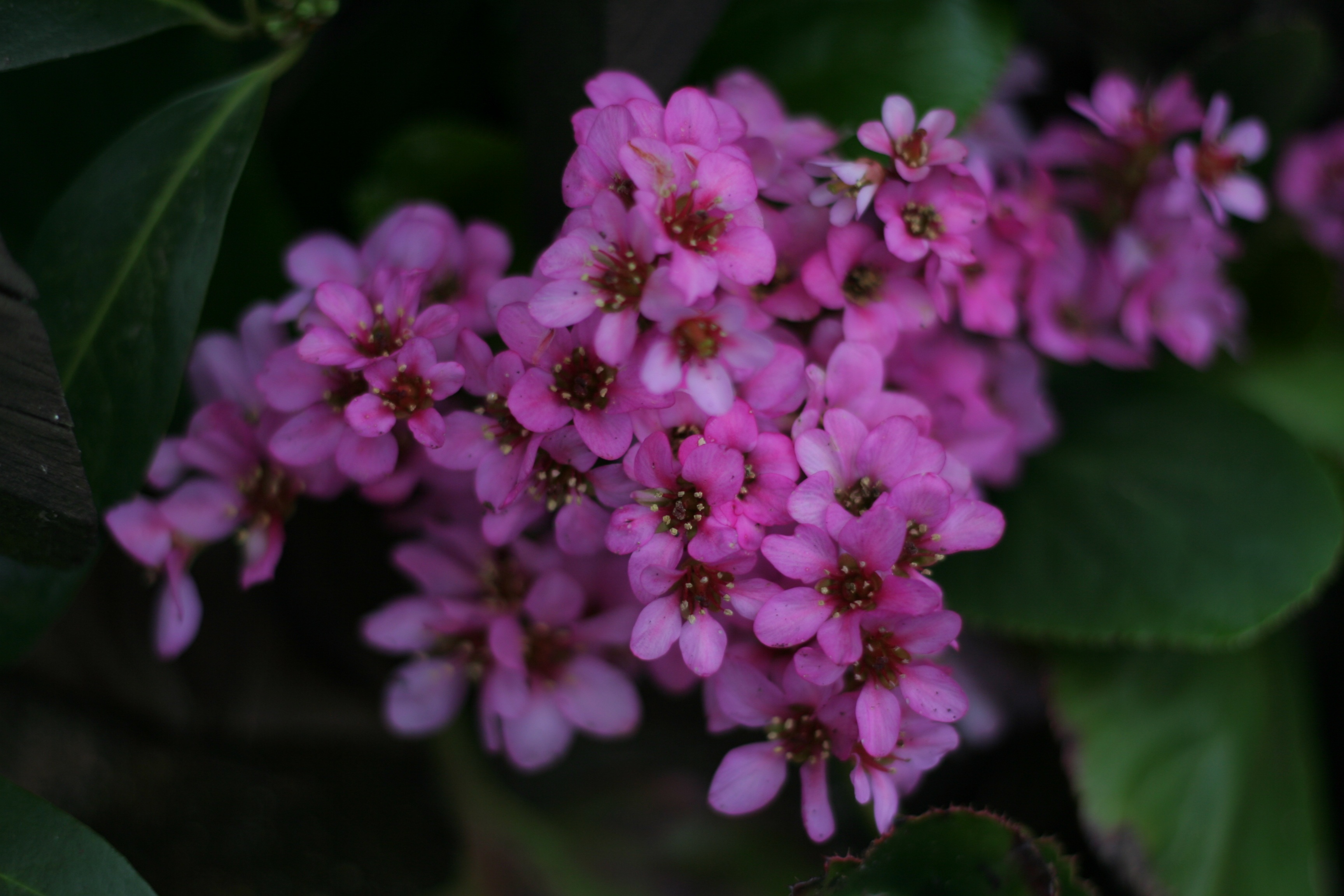 colorful, pink color, no people, vulnerability, summer, spring, nature, garden, color, bunch of flowers, flower, flower head, pollen, gardening, botany, HD Wallpaper