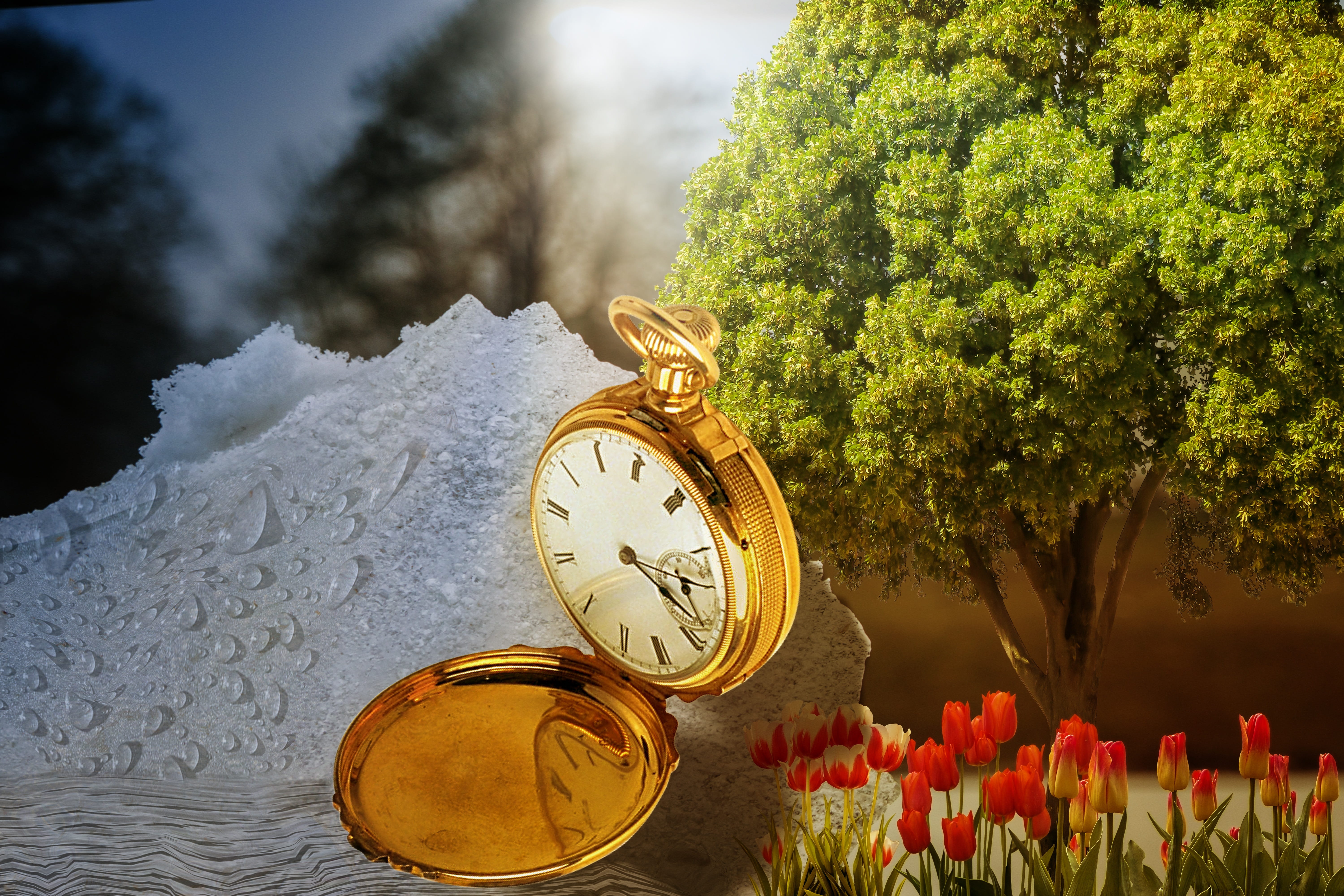 outdoors, flower arrangement, time conversion, beauty in nature, close-up, uhrumstellung, freshness, standard time, focus on foreground, number, 5K, plant, HD Wallpaper