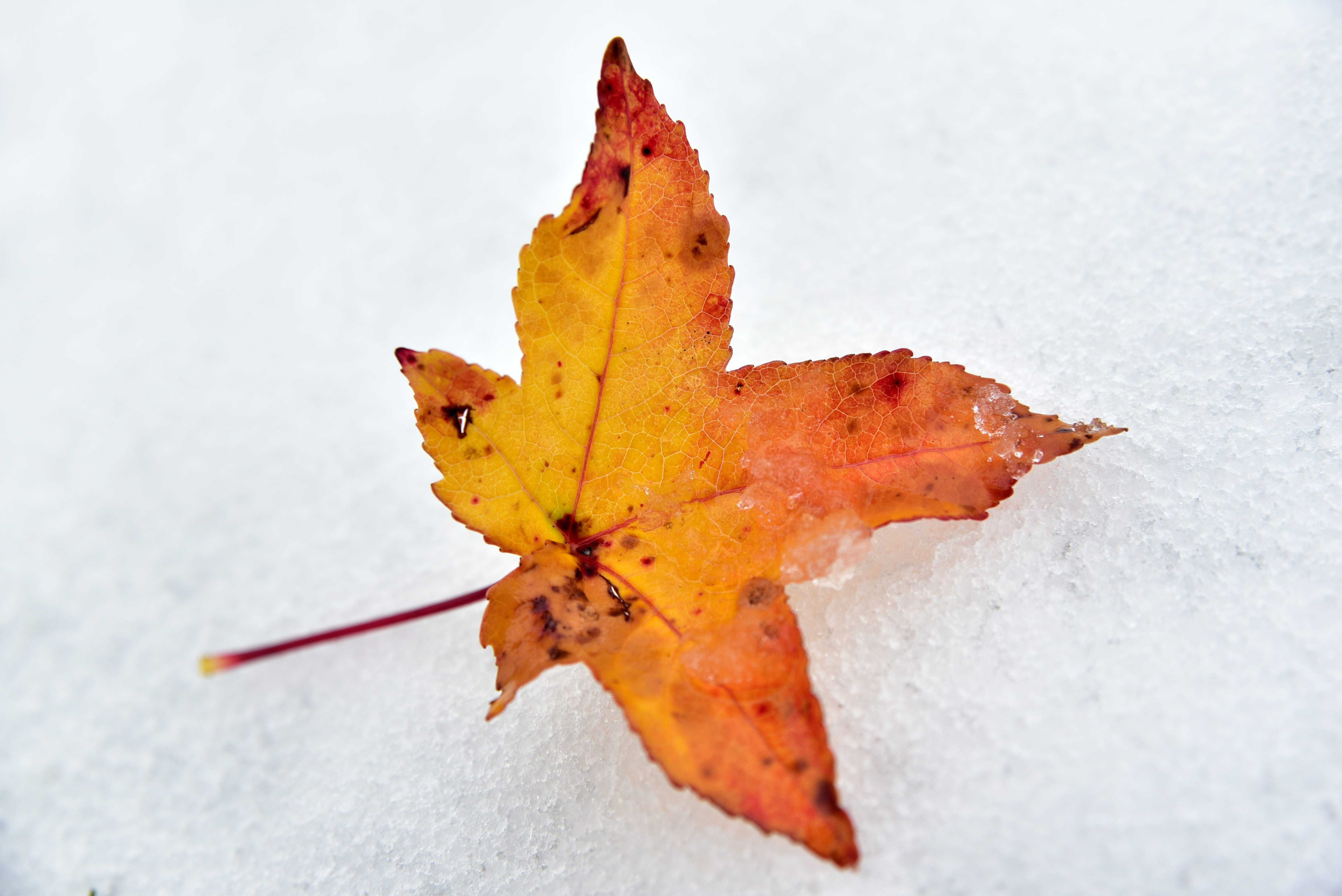 orange color, cold temperature, natural condition, memory, fragility, leaves, beauty in nature, change, farewell, no people, snow, leaf, winter, 5K, plant part, HD Wallpaper