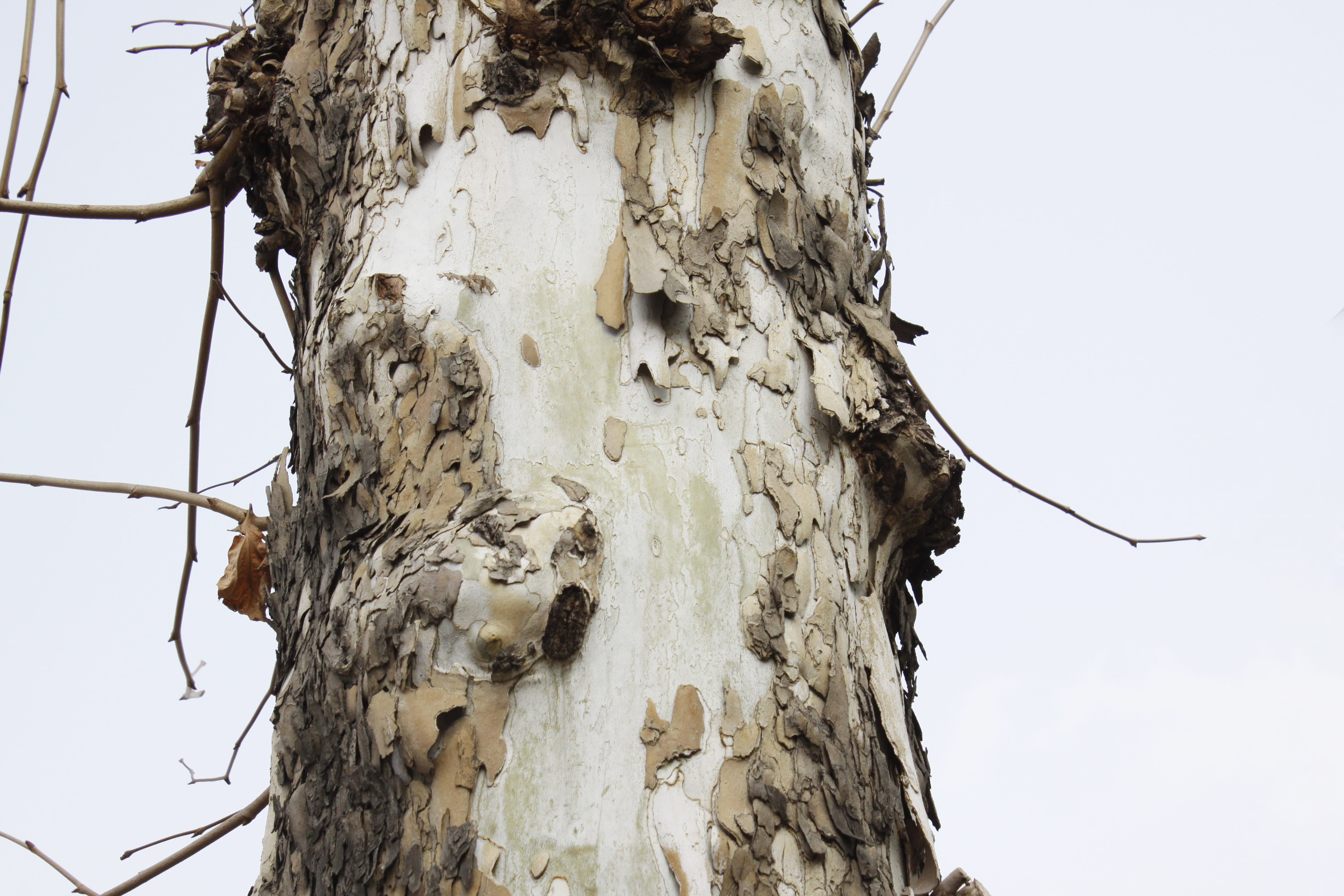 white trees, tree, 4K, trunk, wood - material, zoom, rough, outdoors, sky, natural pattern, clear sky, plant, autumn, plant bark, plane tree, no people, HD Wallpaper