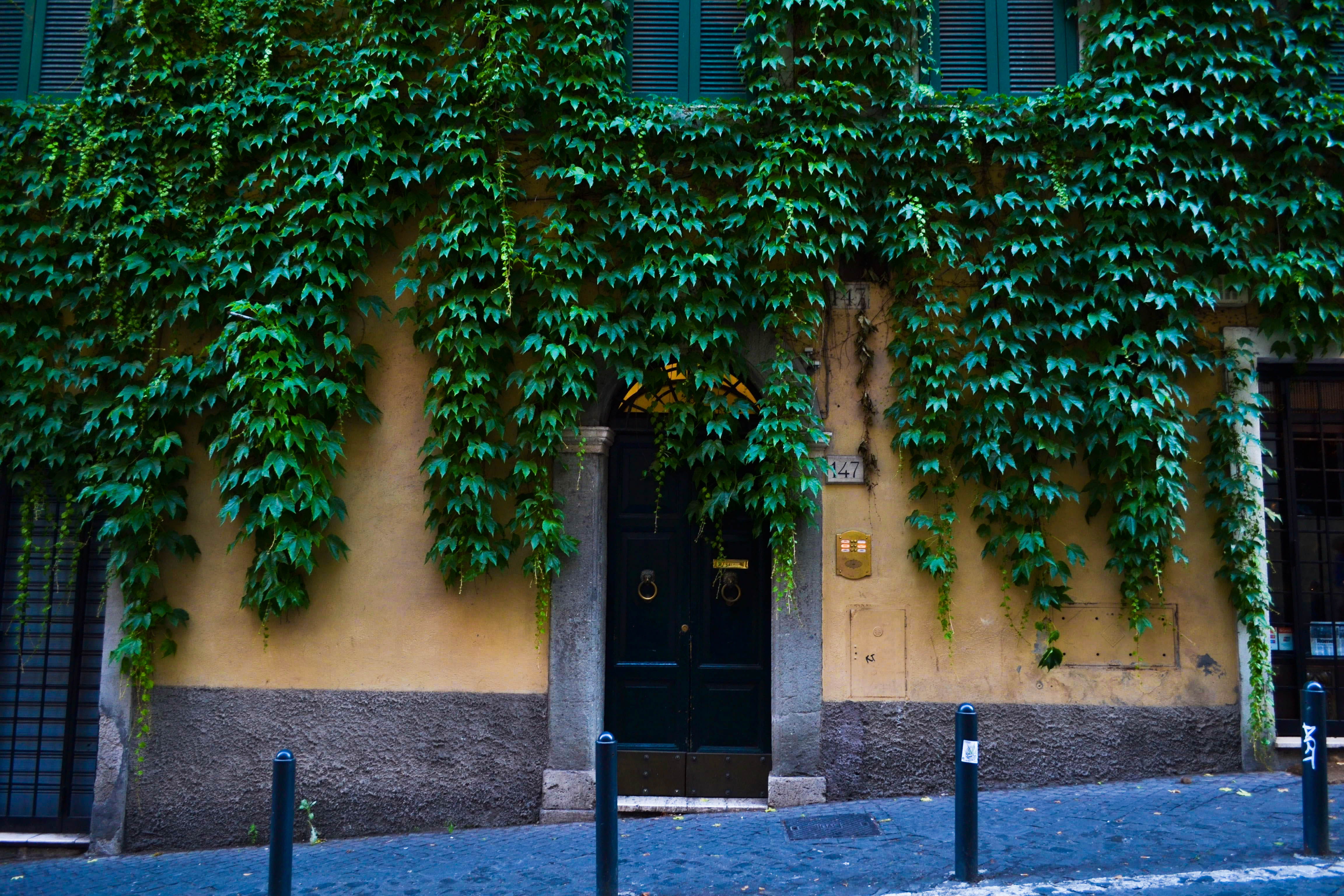 handrail, day, city, 4K, window, built structure, walkway, architecture, nature, curtain, growth, plant, italy, door, path, yellow, flagstone, building, HD Wallpaper