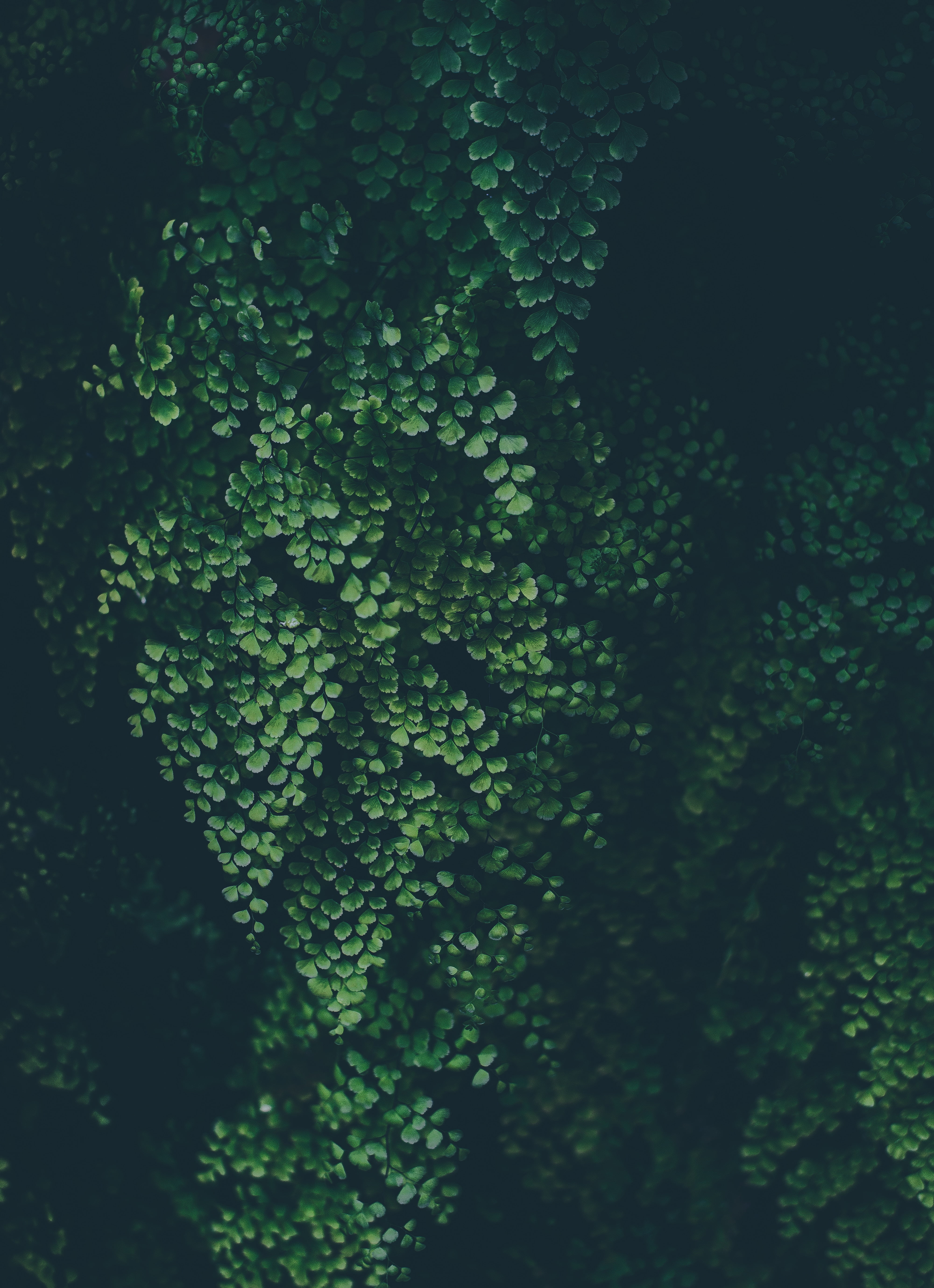 plant part, land, backgrounds, growth, freshness, selective focus, green, tree, tranquility, beauty in nature, plants, leaves, botany, full frame, foliage, Phone HD Wallpaper