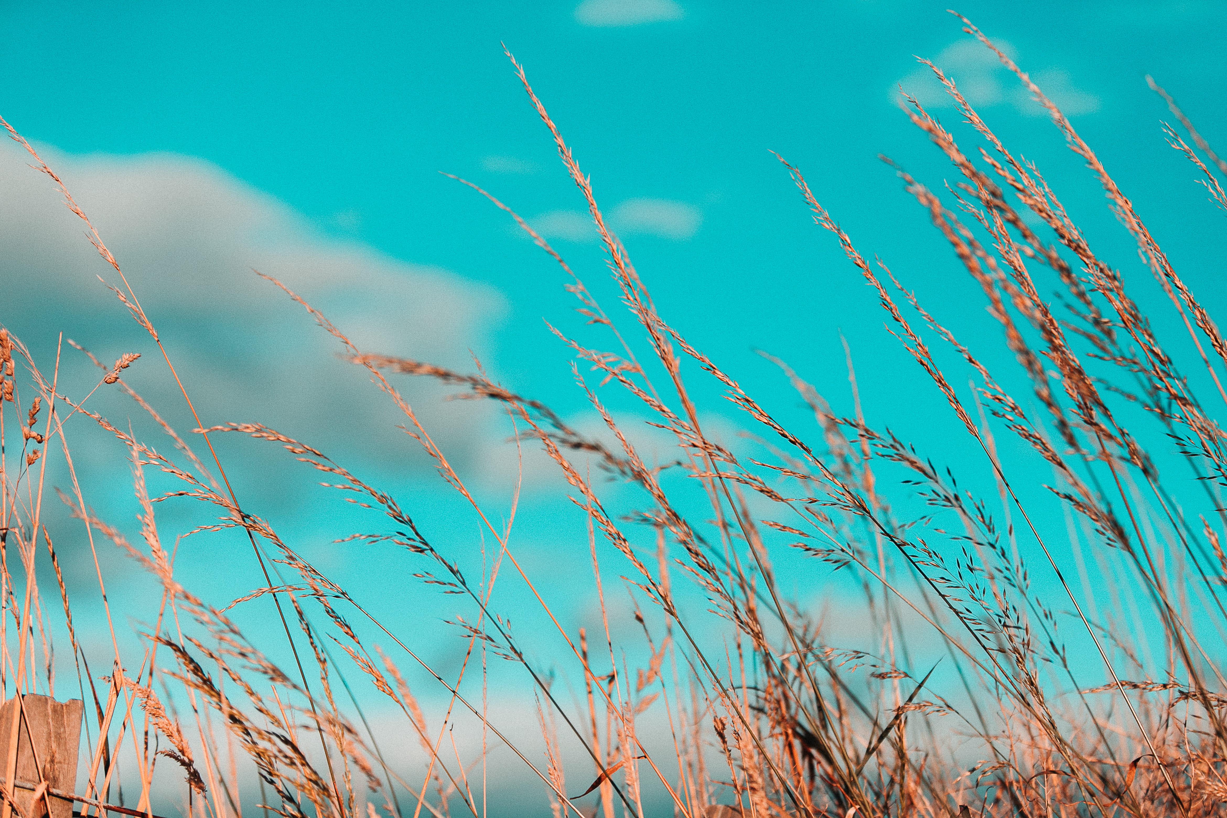 sky, dry grass, scenics - nature, timothy grass, tranquility, no people, produce, agropyron, vegetable, plant, low angle view, reed, outdoors, day, rural, HD Wallpaper