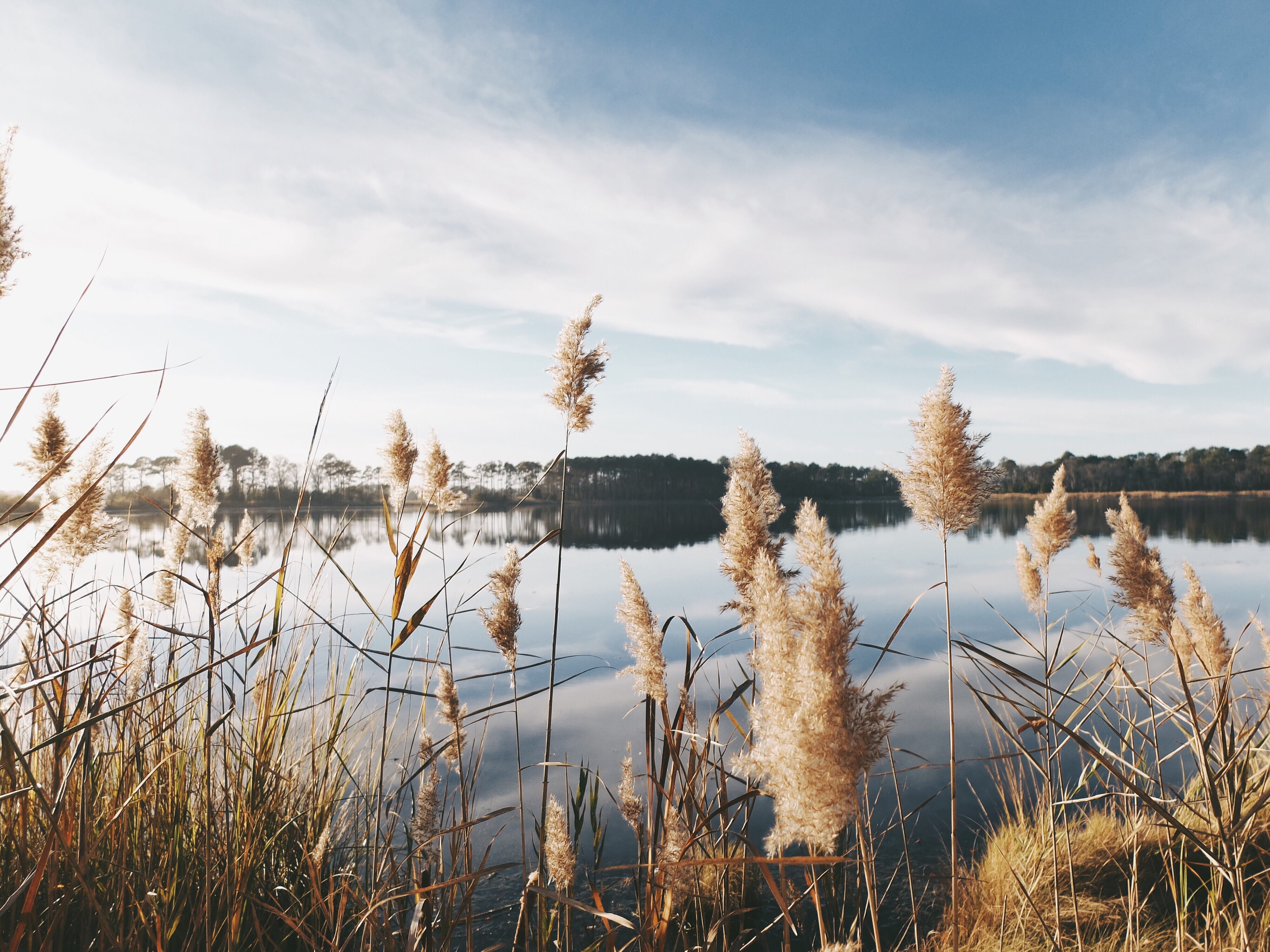 scenics, season, grass, sky, tranquil Scene, beauty in nature, pampas, near, winter, body of water, non-urban scene, grasses, river, white, rural Scene, HD Wallpaper