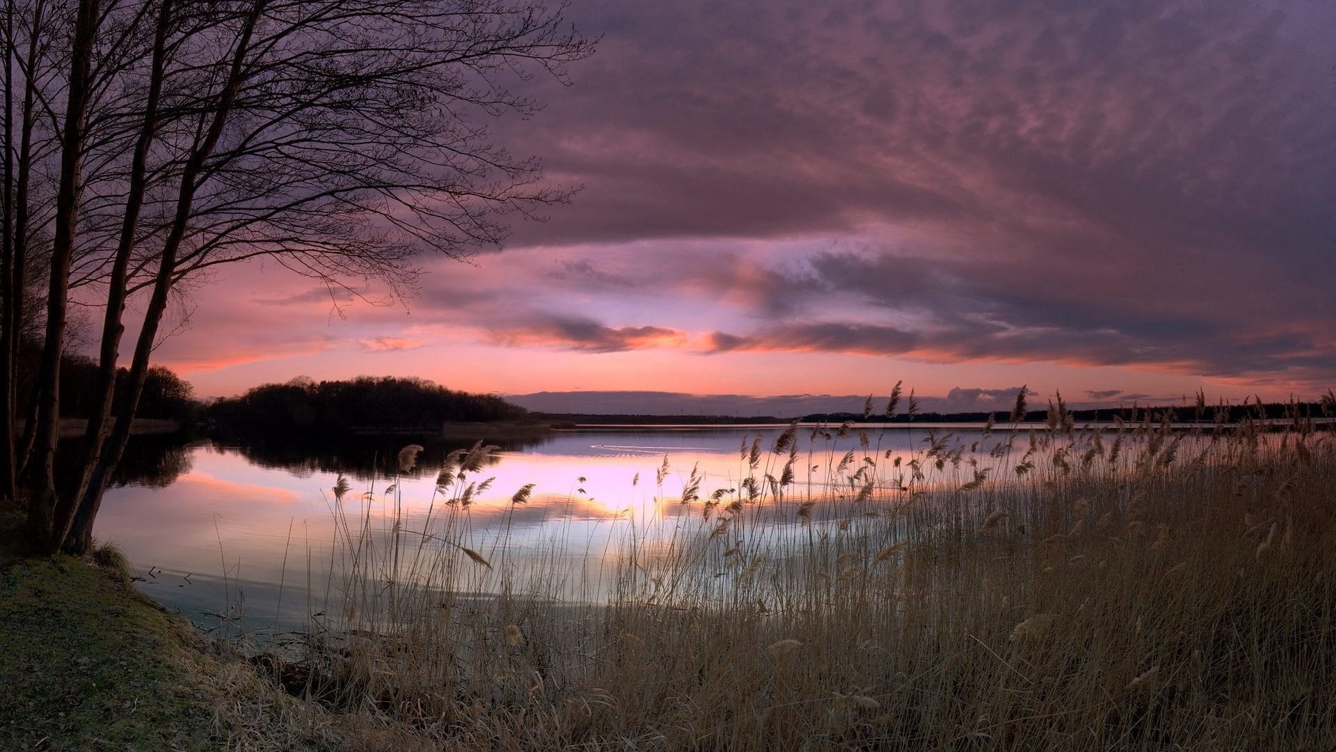 reed - Grass Family, environment, orange Color, lilac, blades, coast, beauty In Nature, outdoors, summer, sunrise - Dawn, body, evening, scenics - nature, HD Wallpaper
