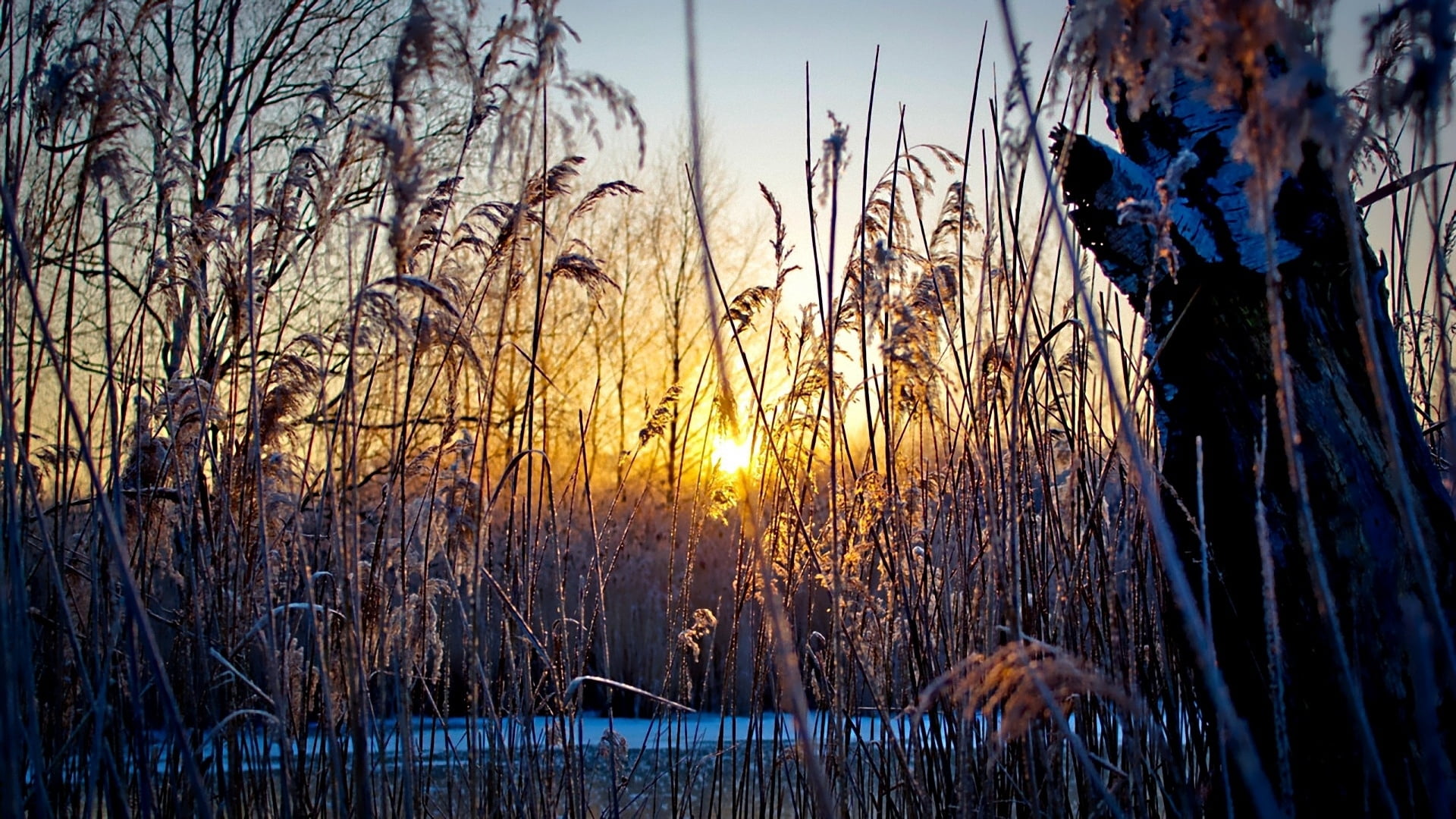 outdoors, beauty In Nature, blue, tranquility, sun, cold, lake, scenics, dusk, growth, brown, sunrise - Dawn, field, sky, water, season, 1080P, nature, HD Wallpaper