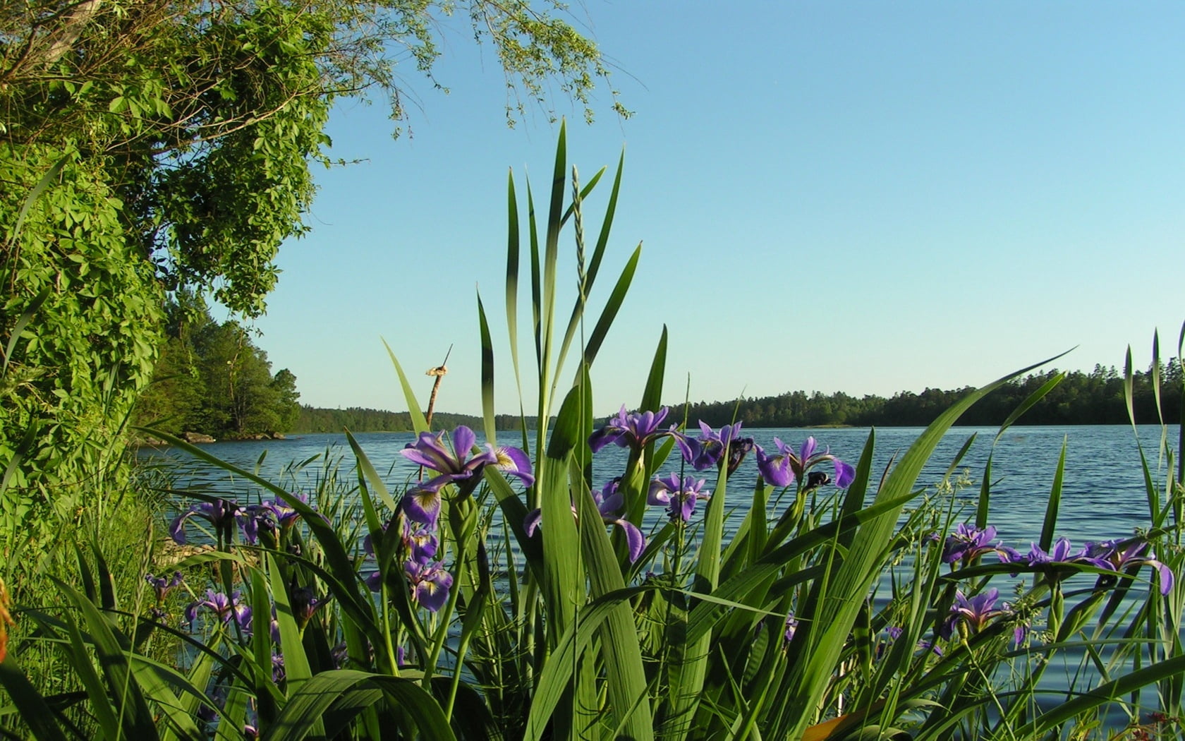 plant, day, tranquil Scene, meadow, travel, blue, green Color, beauty In Nature, scenics - nature, flowering plant, flower, freshness, fragility, tree, HD Wallpaper