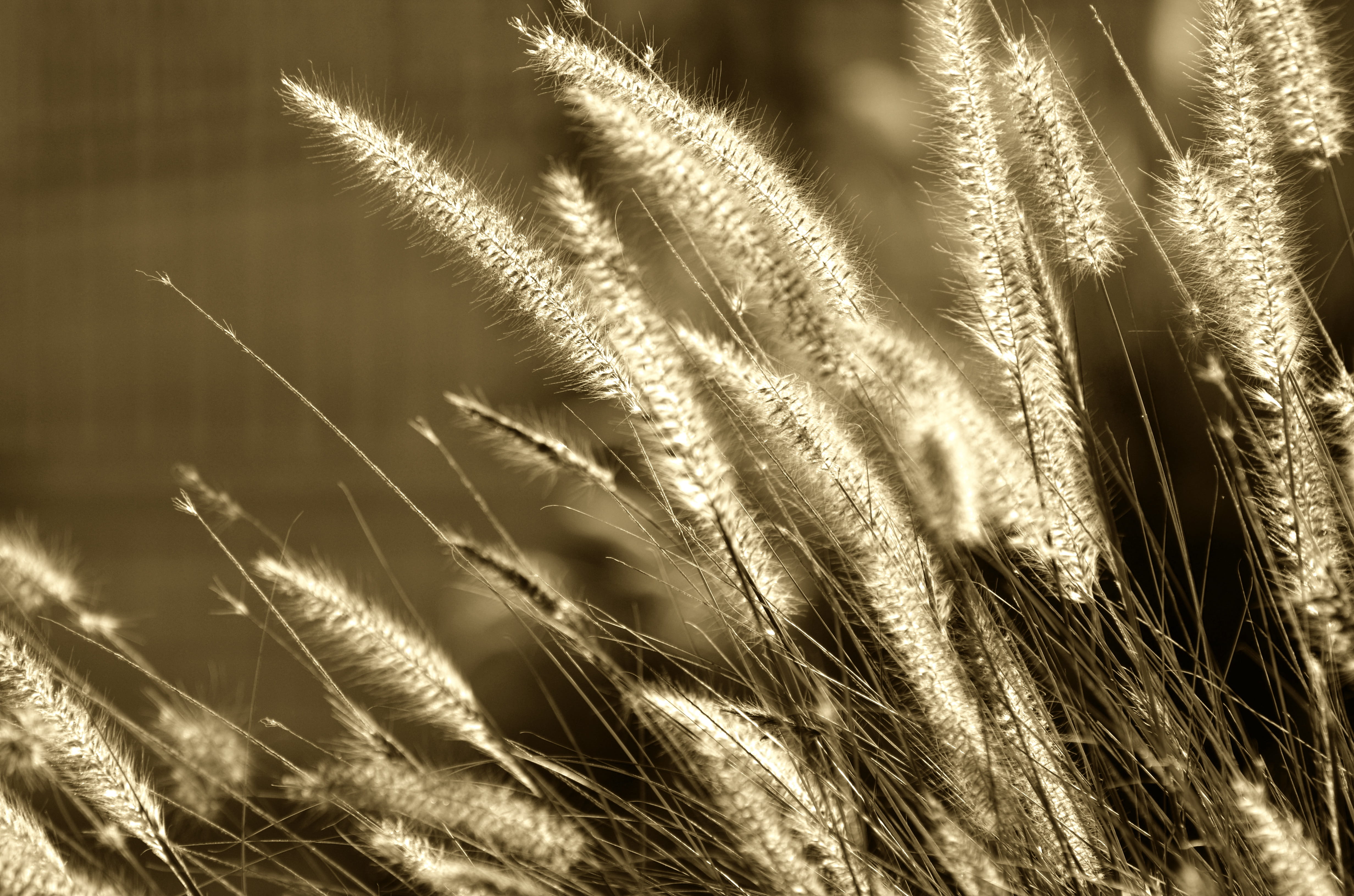 season, day, reed - grass family, land, color, plant, sunny, leaf, growth, close-up, field, nature, light, rural, grass, softness, sunlight, grow, crop, HD Wallpaper