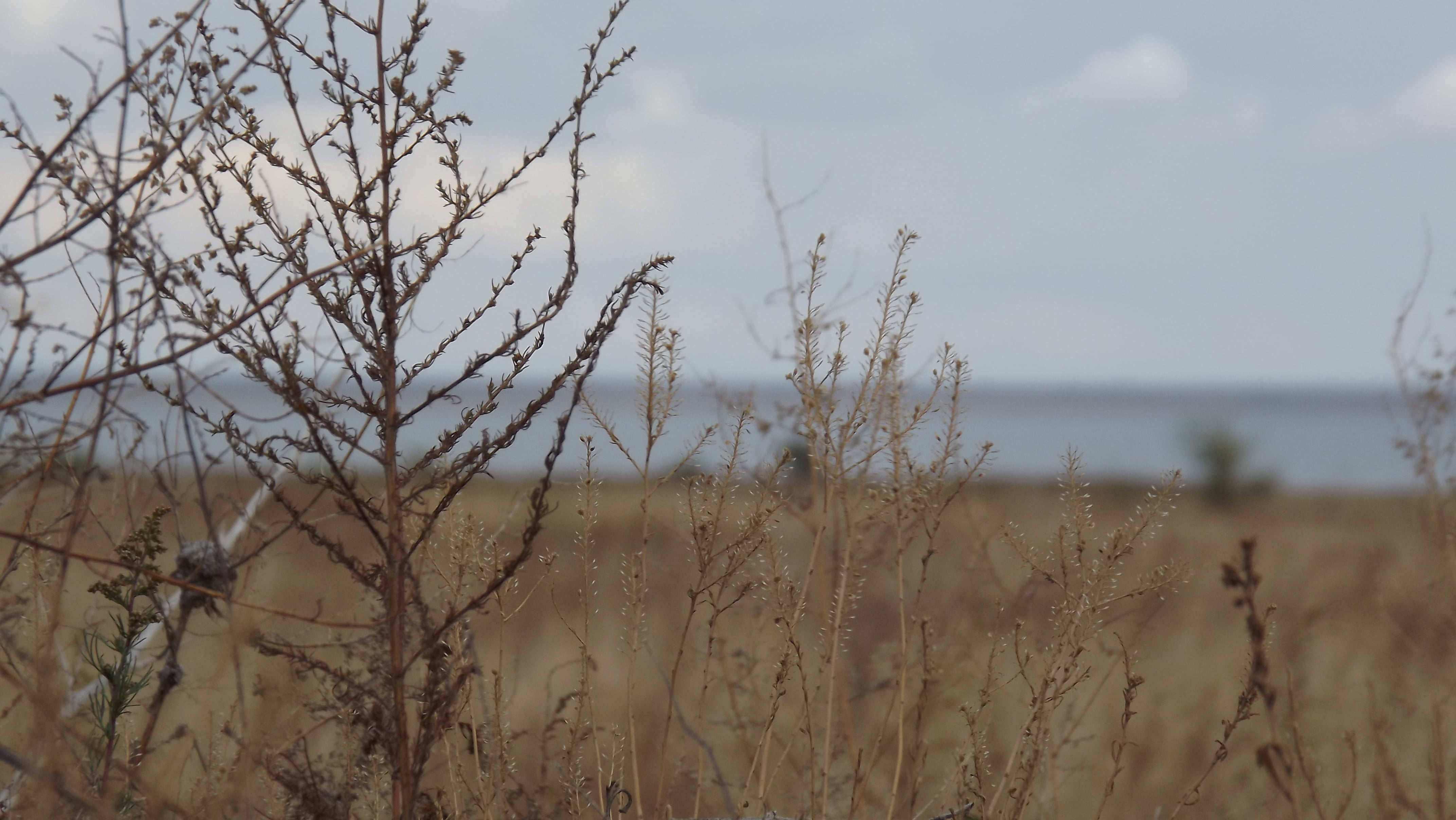 season, scenics, dry, tree, day, 4K, growth, reed - Grass Family, leafed, dead plant, focus on foreground, tranquility, land, withering, close-up, summer, HD Wallpaper