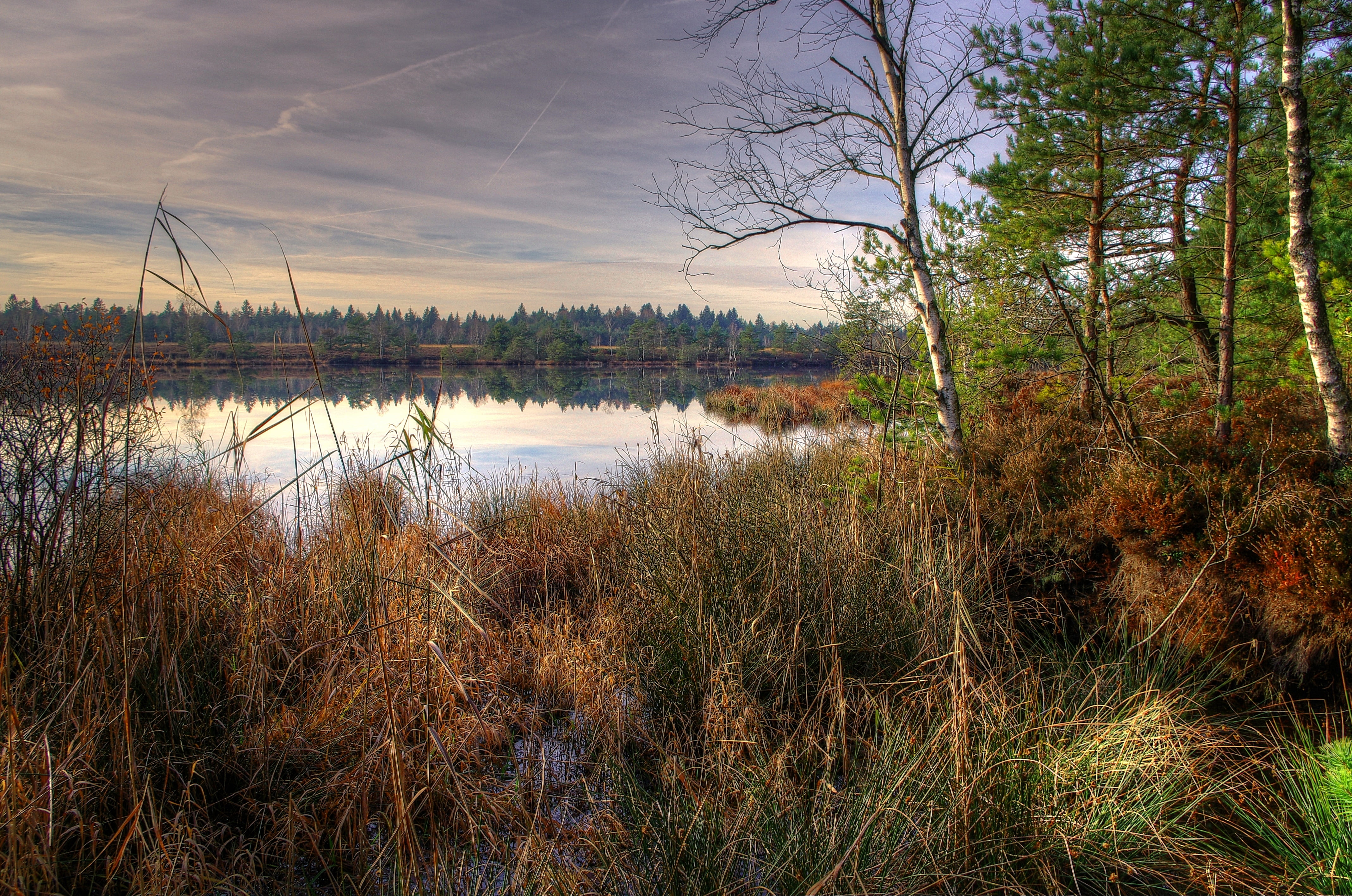 growth, nature, sky, rural Scene, 4K, russia, sunlight, reflection, woodland, scenics, grass, cloud - Sky, swamp, yellow, bare tree, tranquil Scene, outdoors, HD Wallpaper