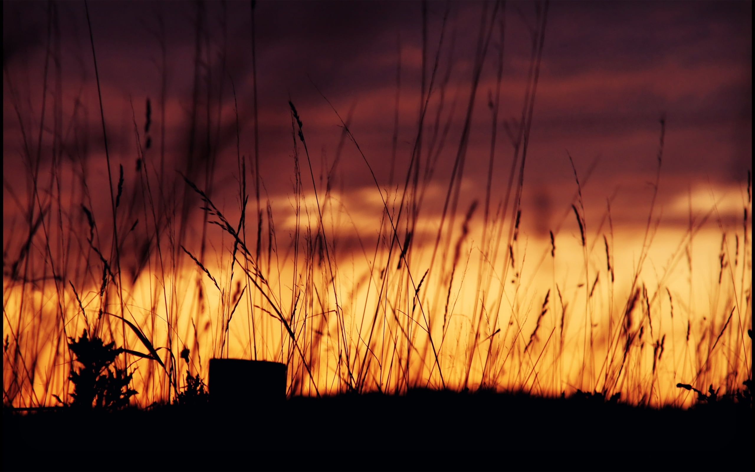 nature, sky, grass, floral, orange Color, farm, dark, plant, light - Natural Phenomenon, agriculture, beauty In Nature, backgrounds, sun, land, sunrise - Dawn, HD Wallpaper