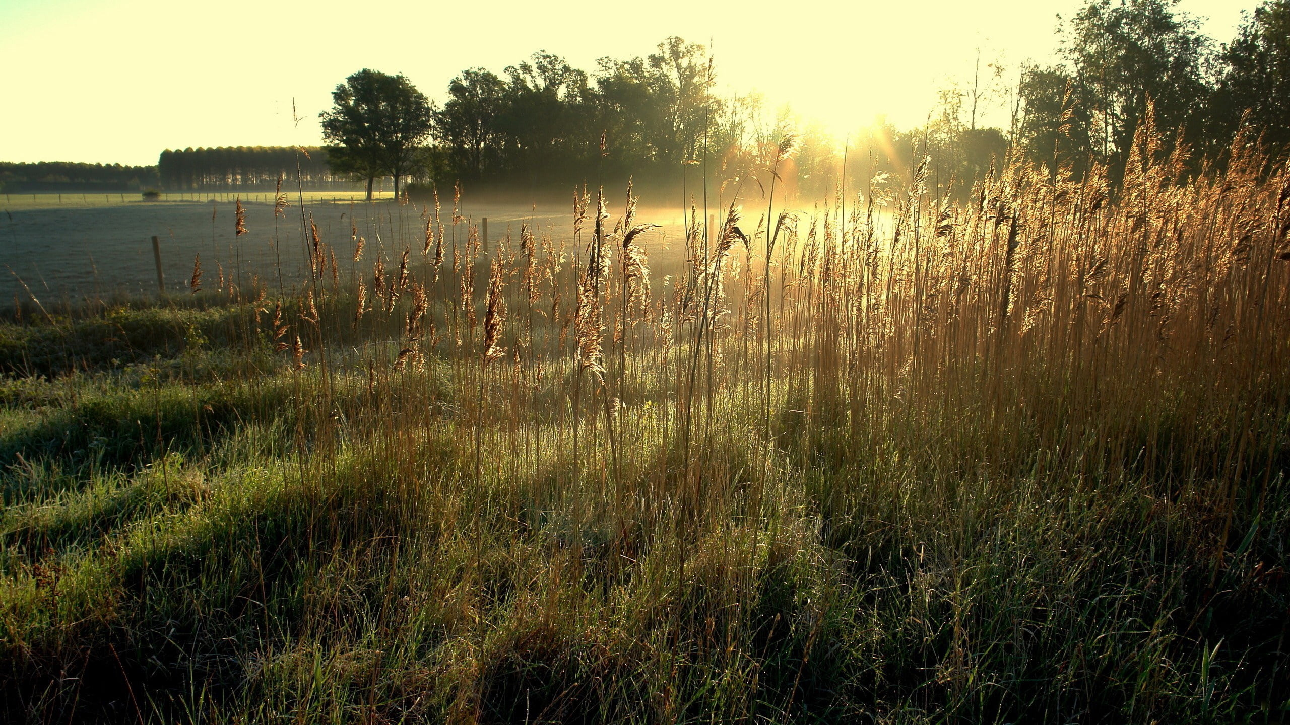 tranquil Scene, 2K, remote, idyllic, no People, environment, growth, sunrise - Dawn, brown, swamp, pond, scenics - nature, reed - Grass Family, season, HD Wallpaper