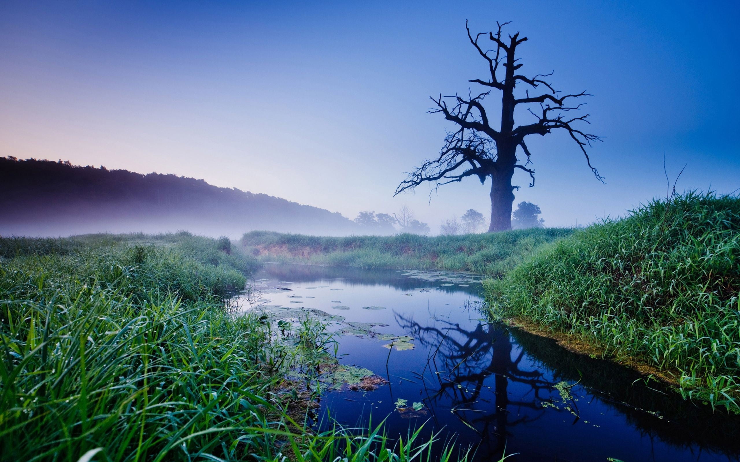 nature, season, tranquil Scene, meadow, idyllic, pond, summer, dusk, green, reflection, reed - Grass Family, green Color, wood, tranquility, scenics, fog, HD Wallpaper