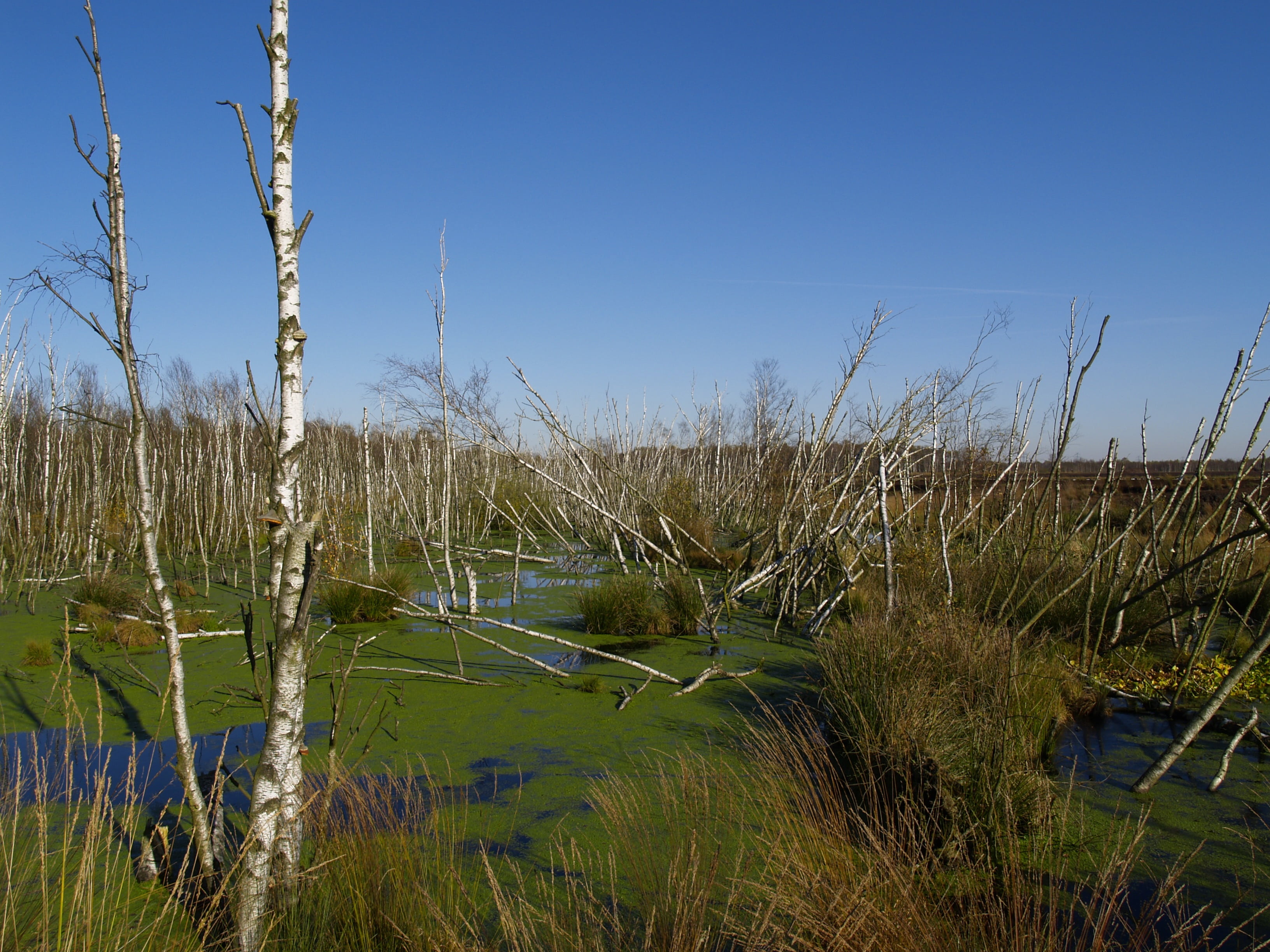 scenics - nature, birch, moor, beauty in nature, water, swamp, blue, sky, pond, land, plant, tranquility, grass, nature reserve, moorland, duckweed, reed - Grass Family, HD Wallpaper
