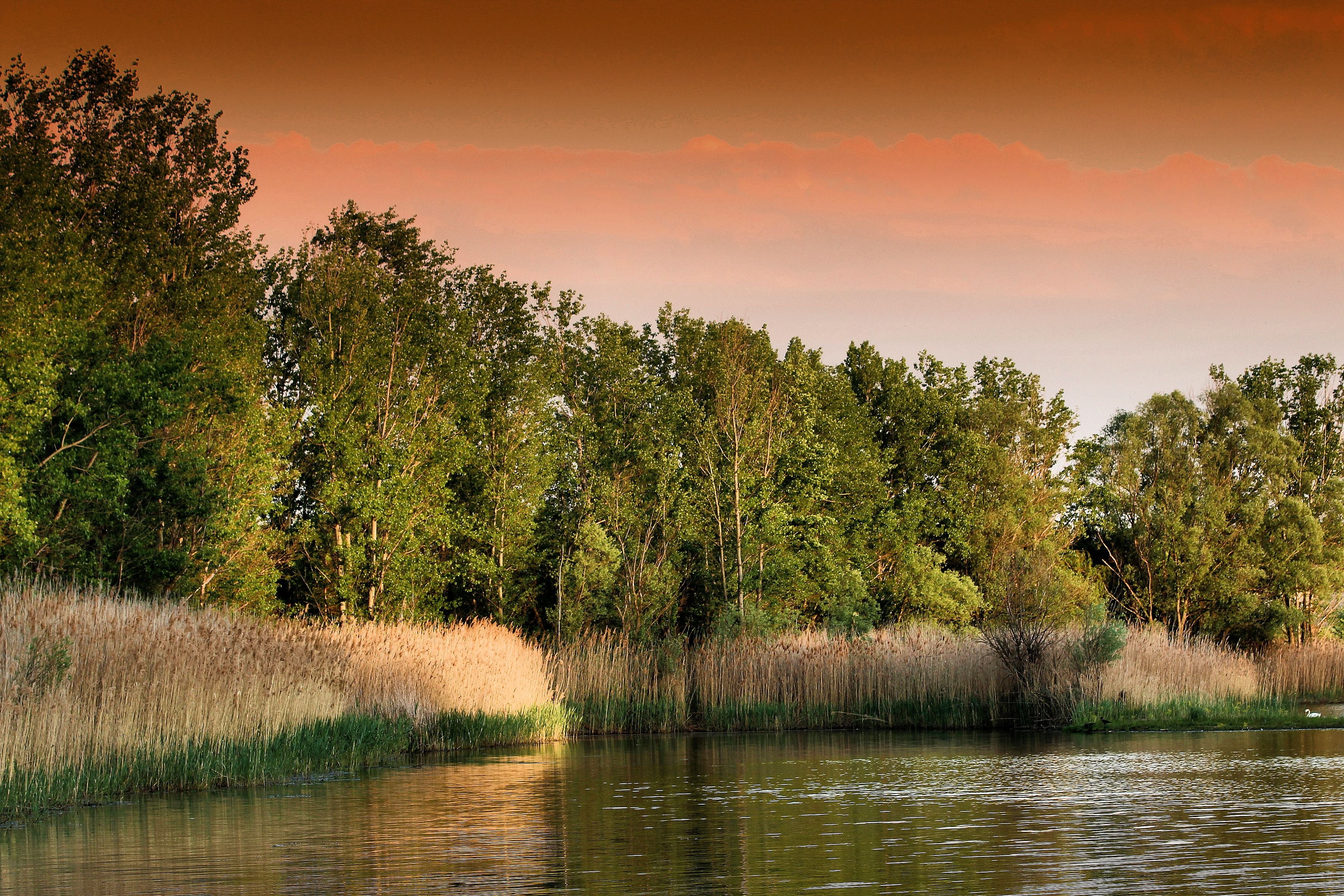 growth, wetland, environment, pond, tree, marsh, river, landscape, reflection, grass, autumn, water, green, beauty In Nature, trees, morning, blue, tranquil Scene, HD Wallpaper