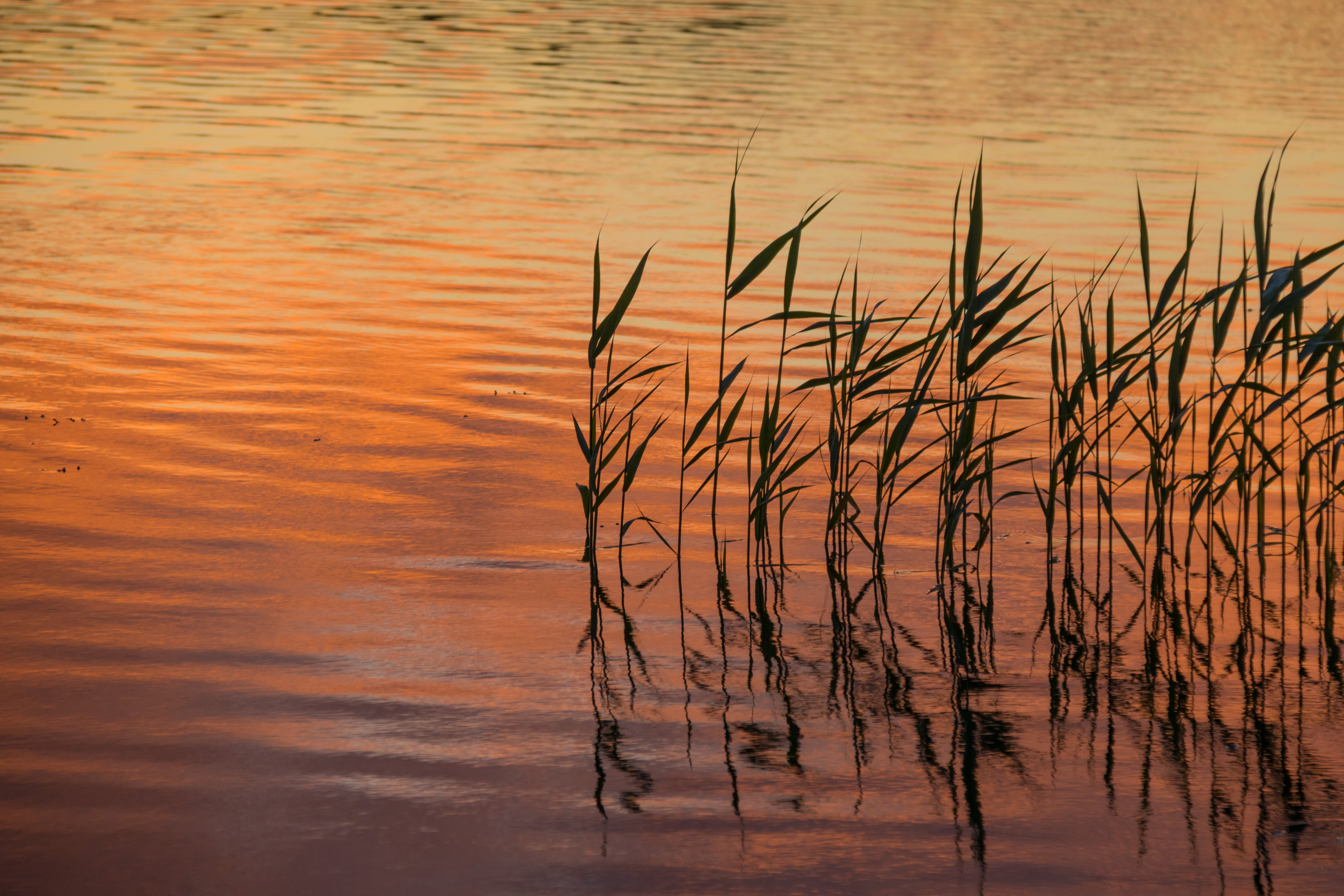reed  sea, reflection, state, cloud, reed - Grass Family, hav, city, vatten, coloring, dusk, Åland, lake, 5K, vass, outdoors, country, water, geo:location, HD Wallpaper