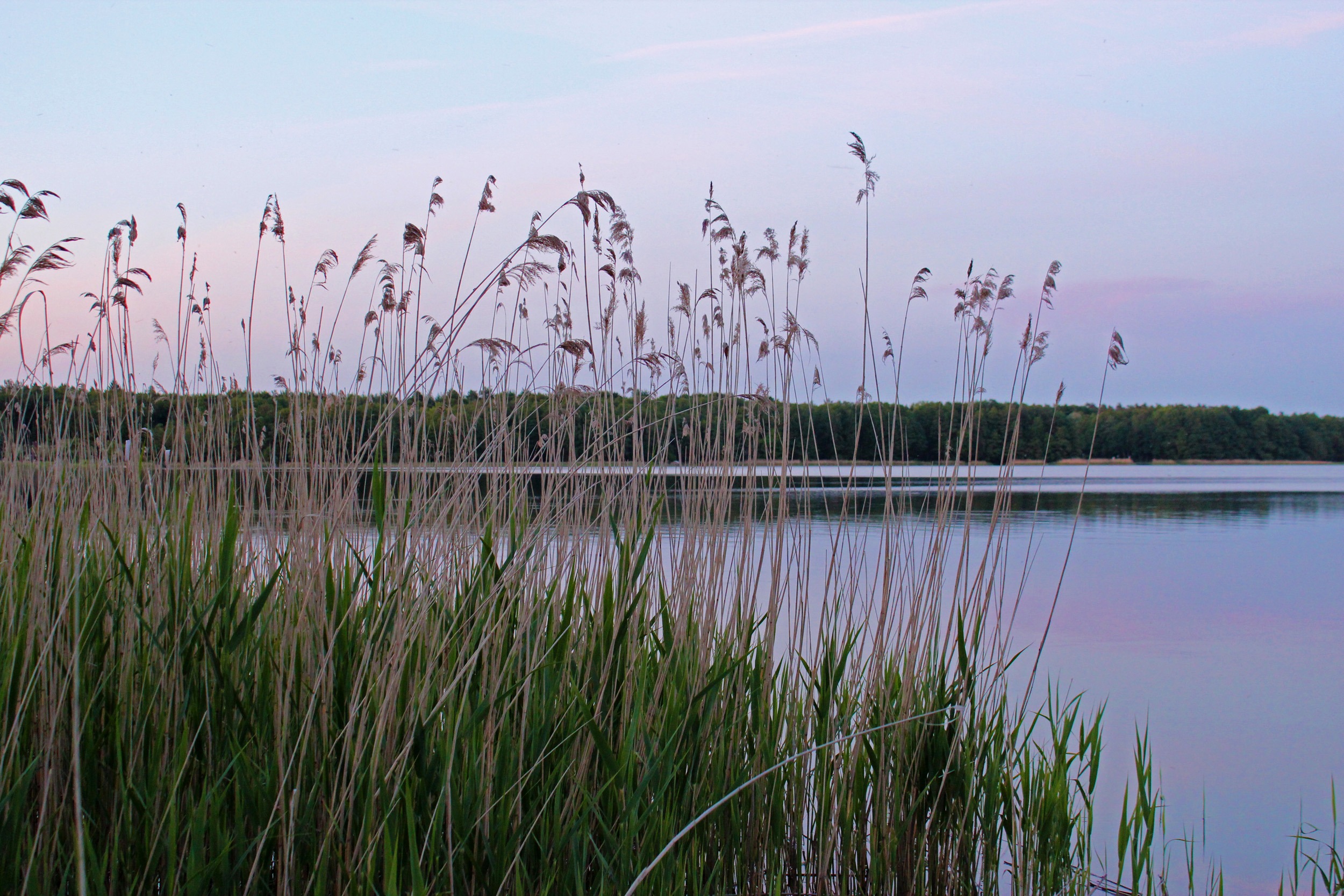 no people, mecklenburg, tranquil scene, lake, scenics - nature, plant, dusk, abendstimmung, reflection, germany, idyllic, mecklenburg western pomerania, HD Wallpaper