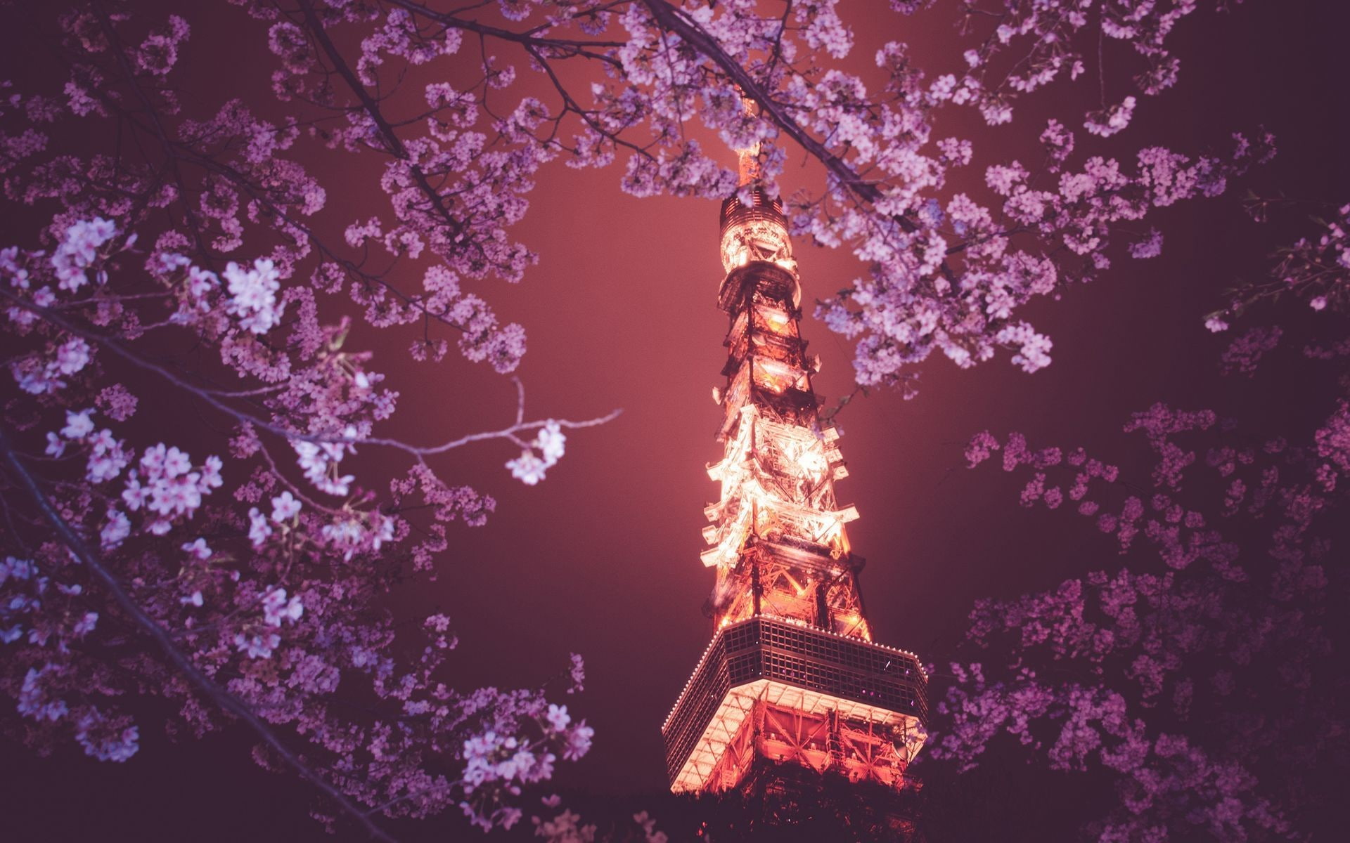 Japan, 1080P, Tokyo Tower, Tokyo, flowers, night, HD Wallpaper