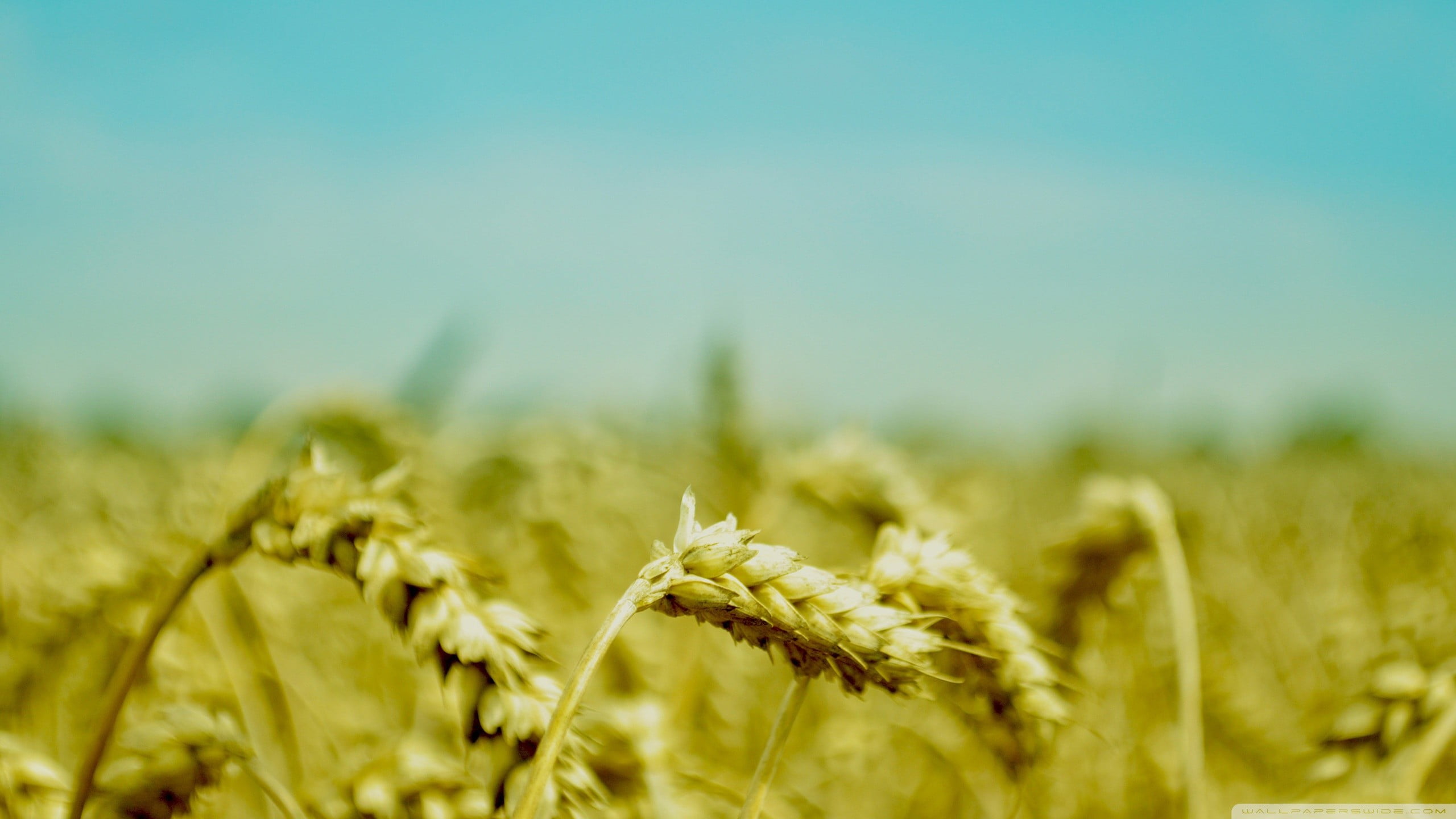 farm, copy space, wheats, plant, land, growth, rural scene, spikelets, summer, agriculture, cereal plant, beauty in nature, springtime, close-up, nature, HD Wallpaper