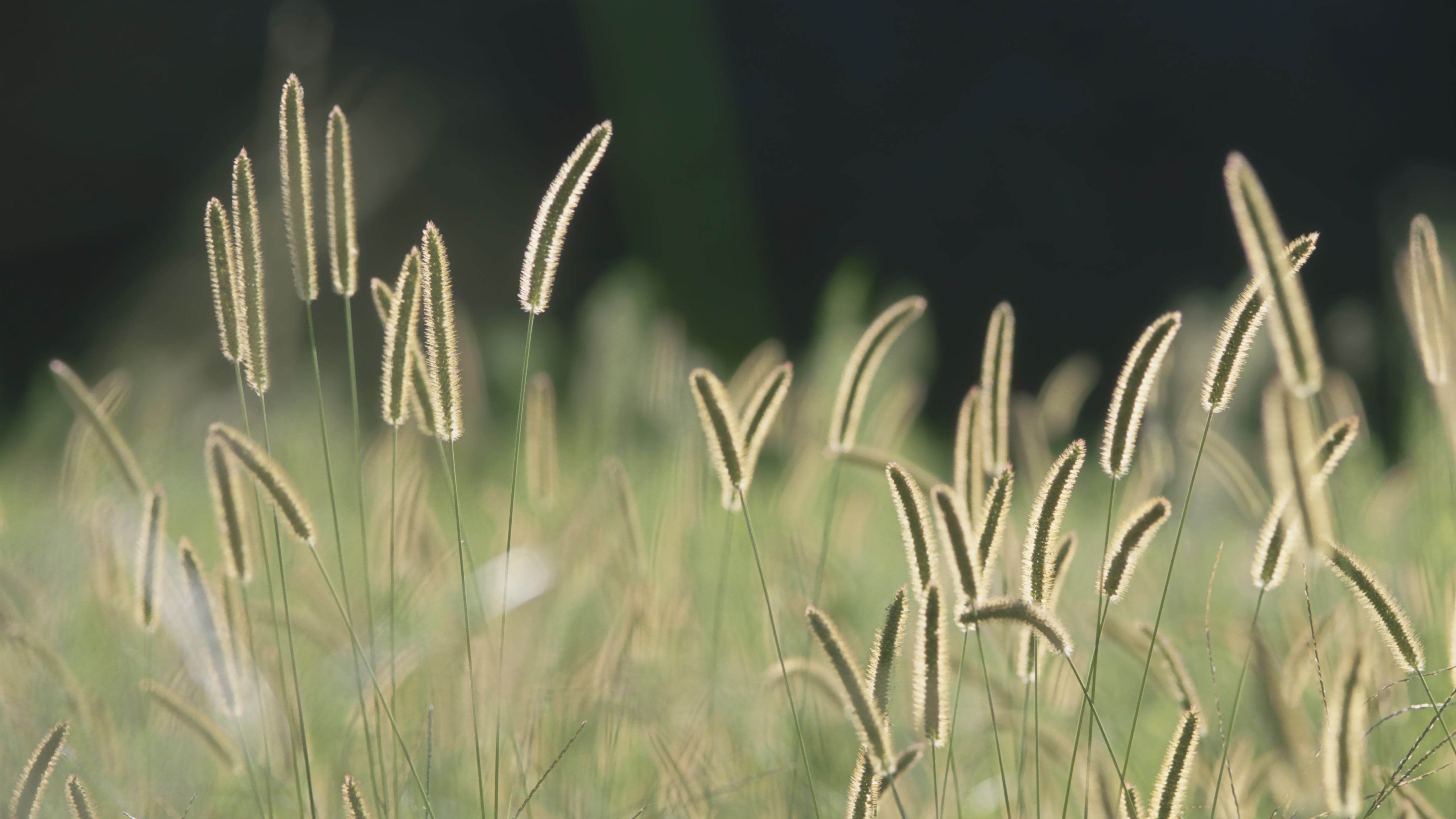 crop, outdoors, plant, 5K, focus on foreground, land, field, selective focus, stalk, green color, blade of grass, sunlight, cereal plant, grass, tranquility, HD Wallpaper