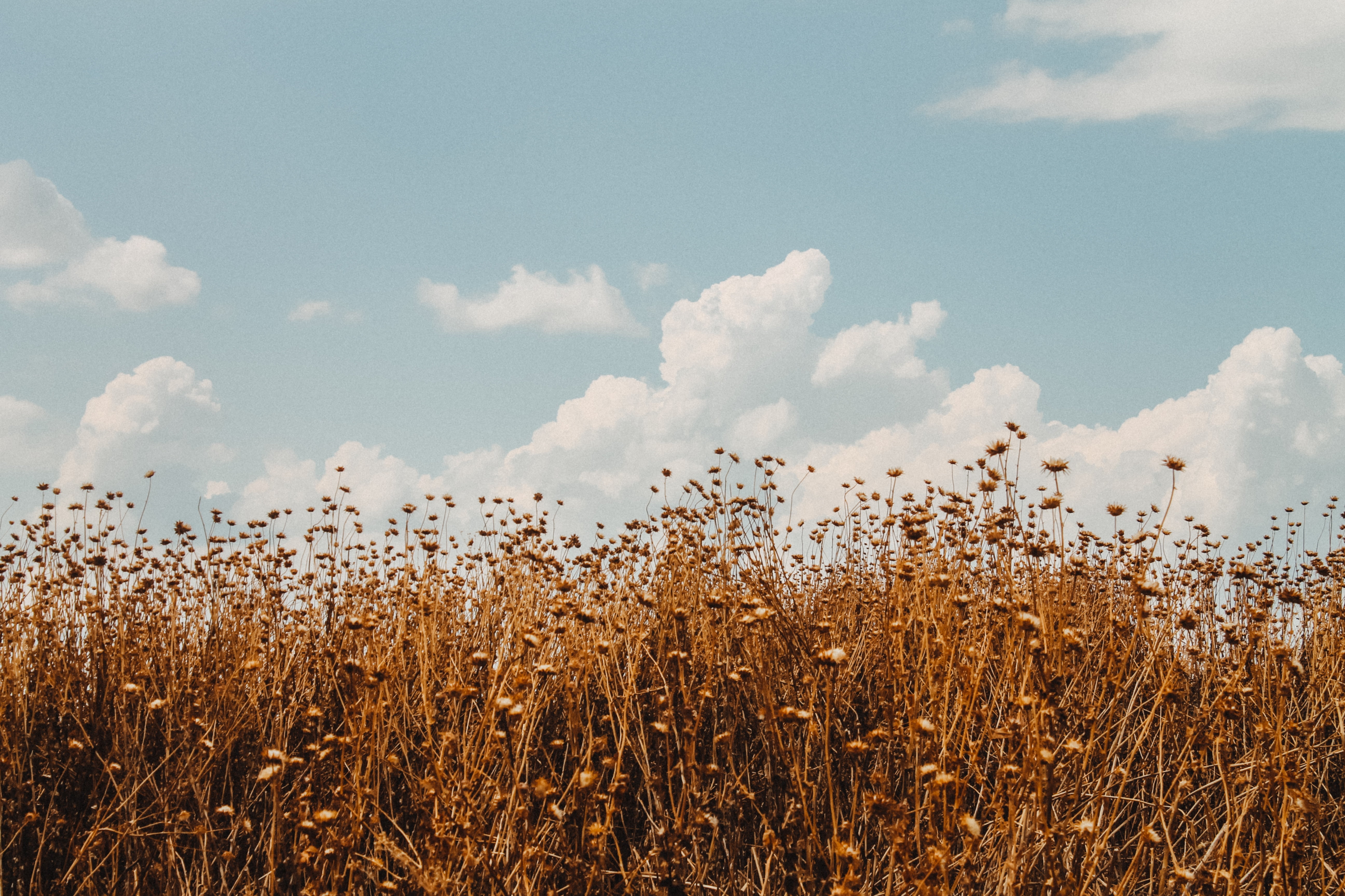 scenics - nature, rural Scene, brown, yellow, country, backgrounds, rural, environment, stem, grass, 5K, cereal plant, farm, blue, cloud, tranquility, HD Wallpaper