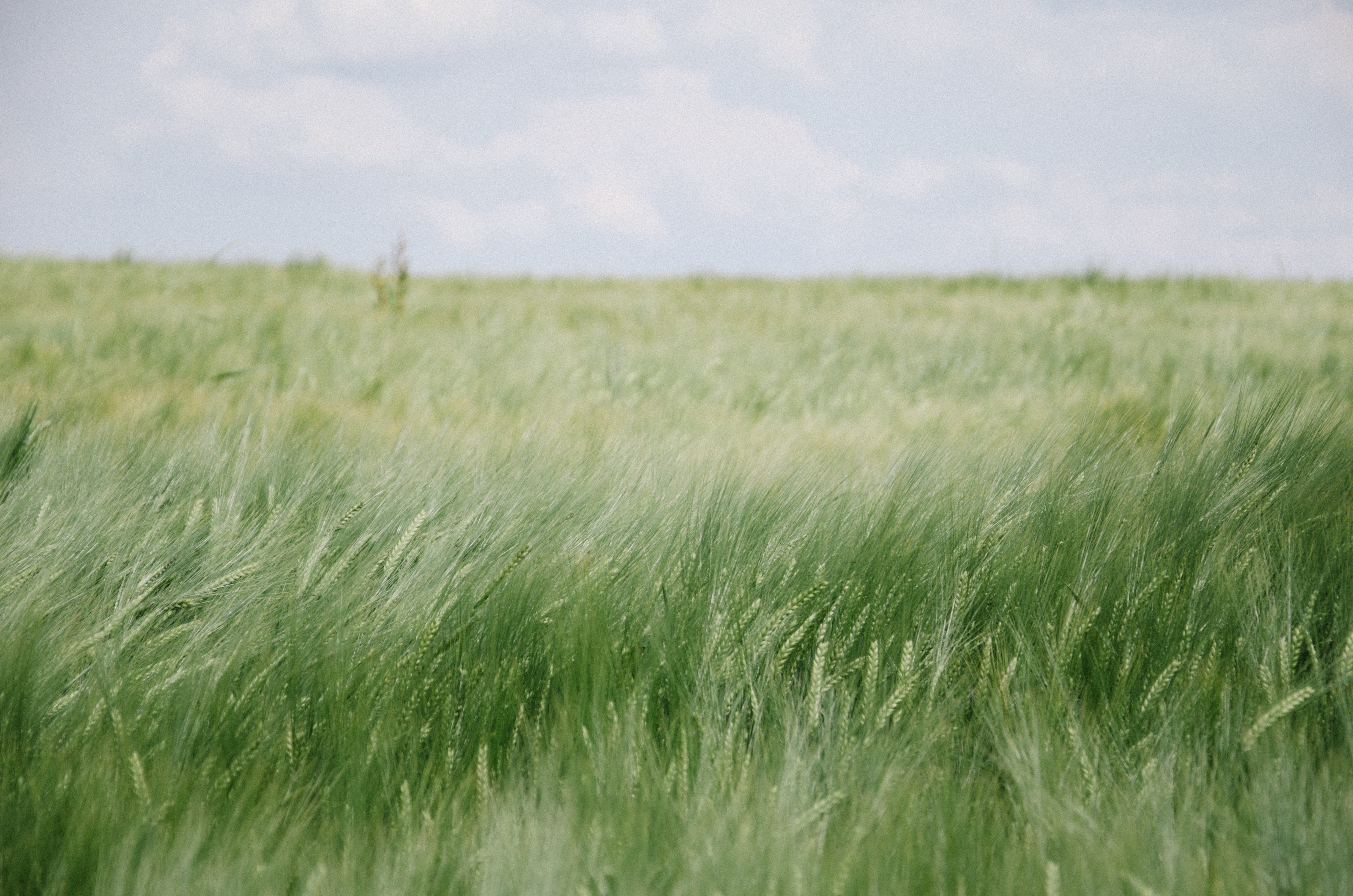 horizon, grass field, 4K, clear, wheat, beauty in nature, farm, field, land, cloud, tranquility, countryside, scenics, selective focus, sun, cloud - sky, HD Wallpaper