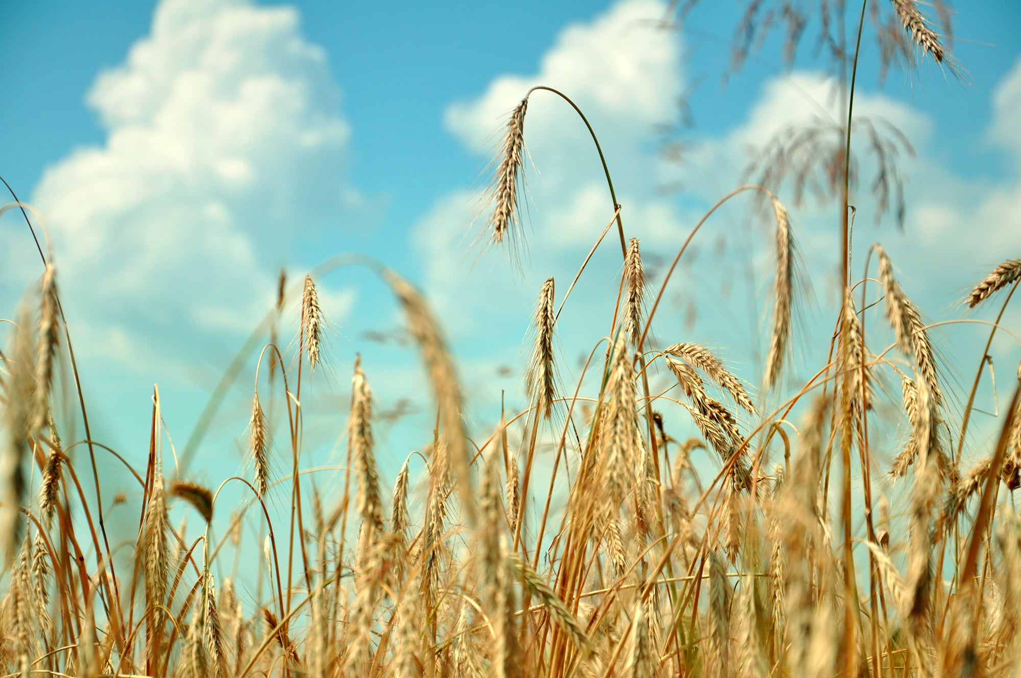 growth, landscape, Ukraine, 1080P, people, blue, outdoors, planet, environment, season, rural Scene, plant, summer, photographer, wreath, farm, wheat, HD Wallpaper