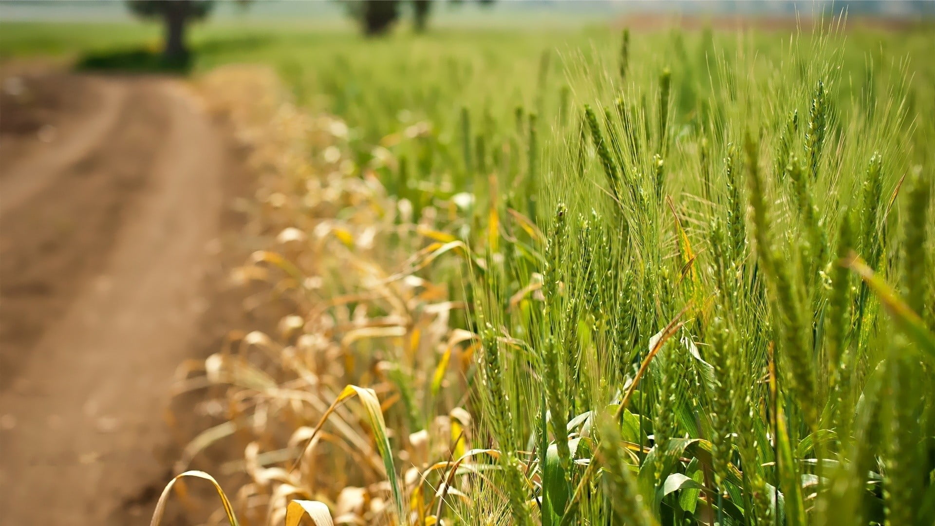 no people, agriculture, landscape, land, outdoors, food, field, crop, tranquility, leaf, rural scene, nature, cereal plant, beauty in nature, day, selective focus, HD Wallpaper