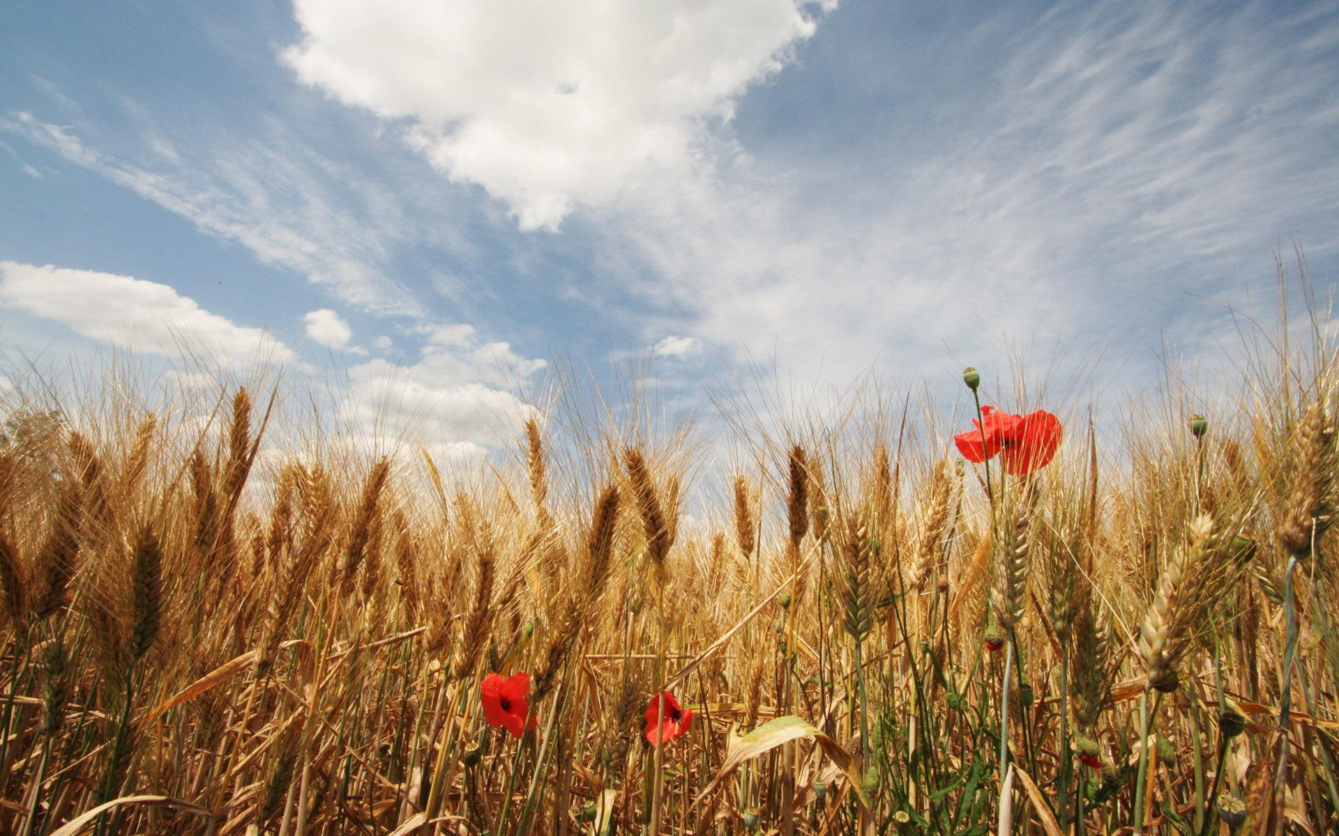plants, cereals, nature and landscapes, corn, ears, flowers, poppy seed, red, brown, poppy, 1080P, HD Wallpaper