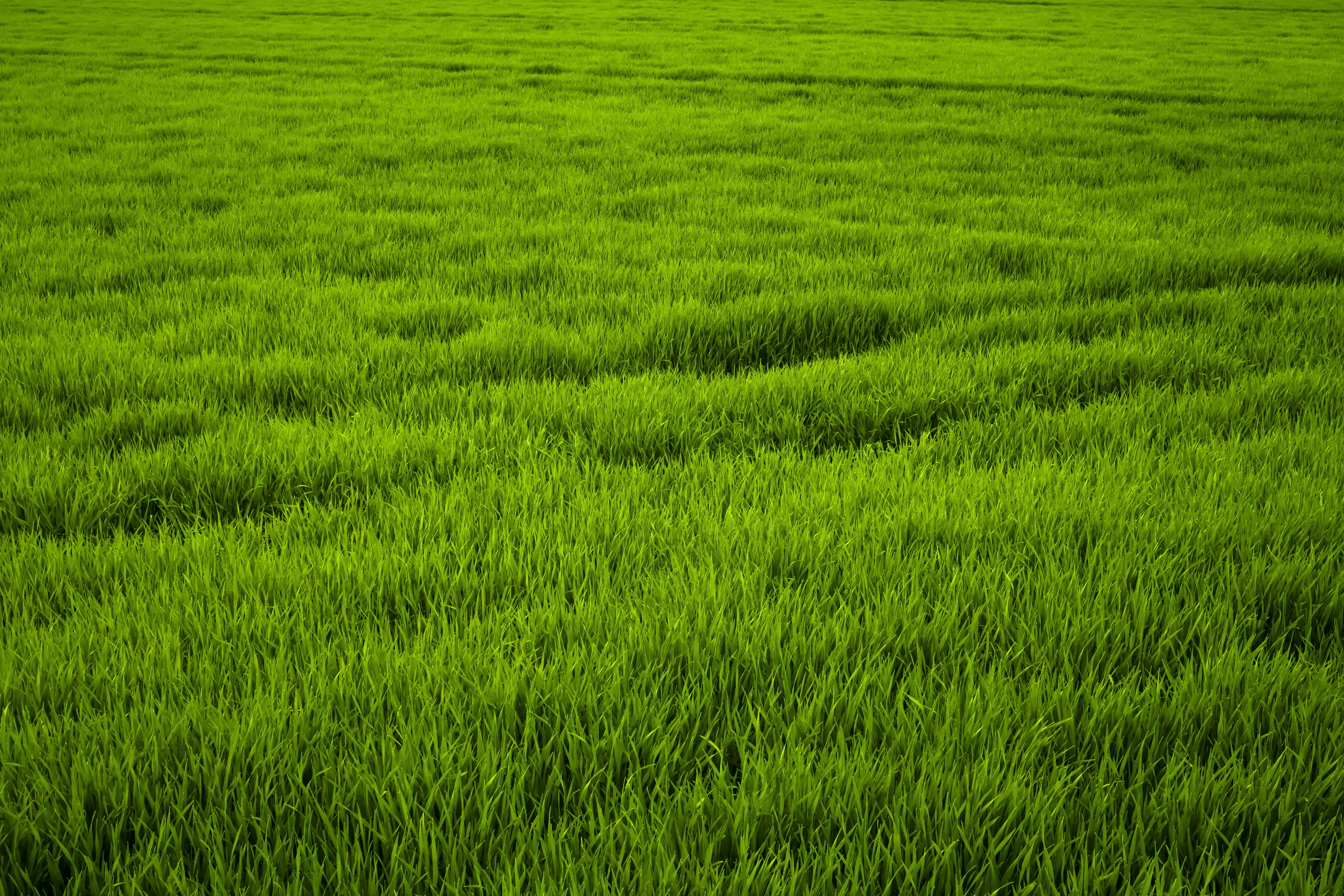 green, day, 5K, outdoors, crop, rice paddy, nature, no people, landscape, high grass, green grass, scenics - nature, rural scene, grass meadow, growth, HD Wallpaper